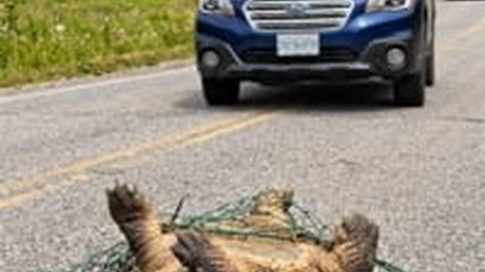 N0606131_Rescuing a large turtle trapped in a net roadside trash
