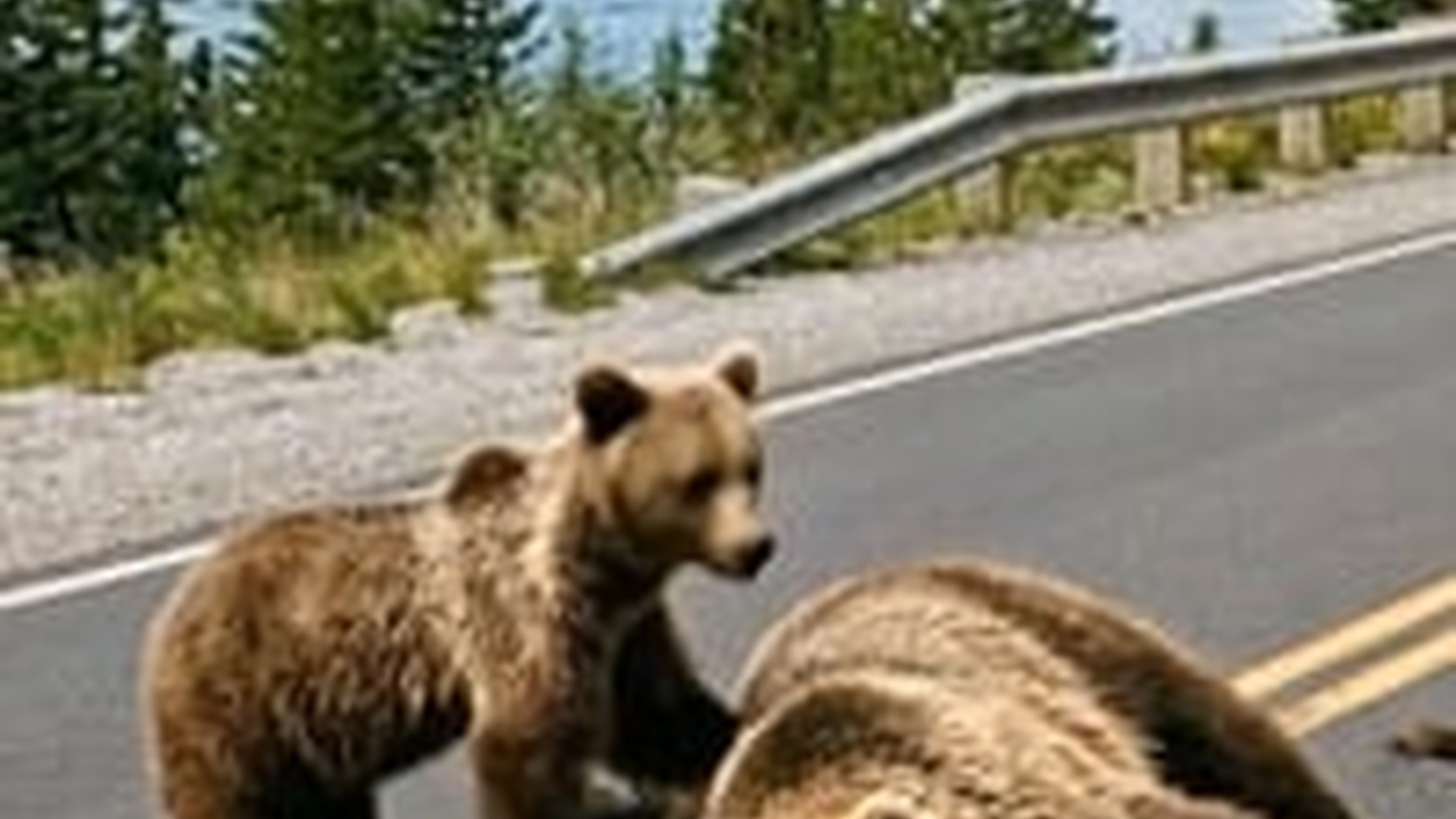 N0606133_Rescuing a mother bear her cub injured in a roadside traffic accident