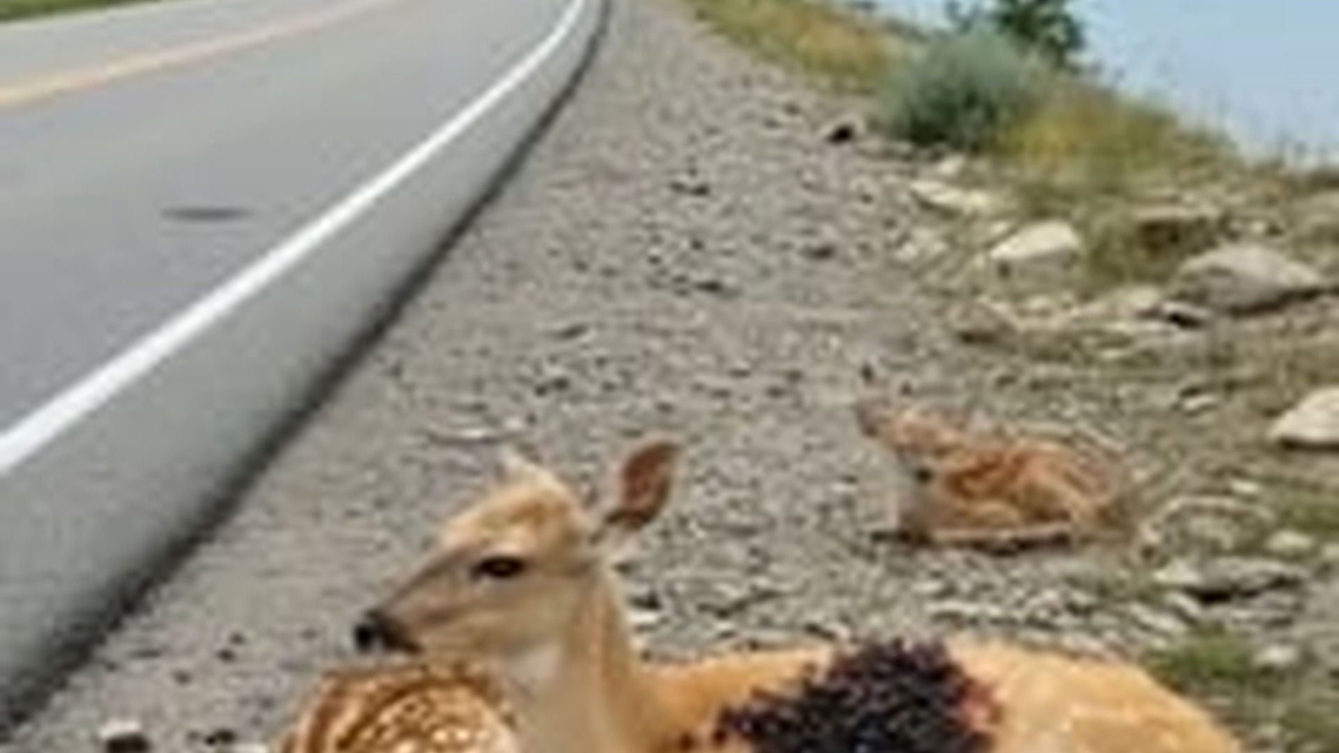 N0606134_Rescuing a mother deer infested parasites her fawn by roadside