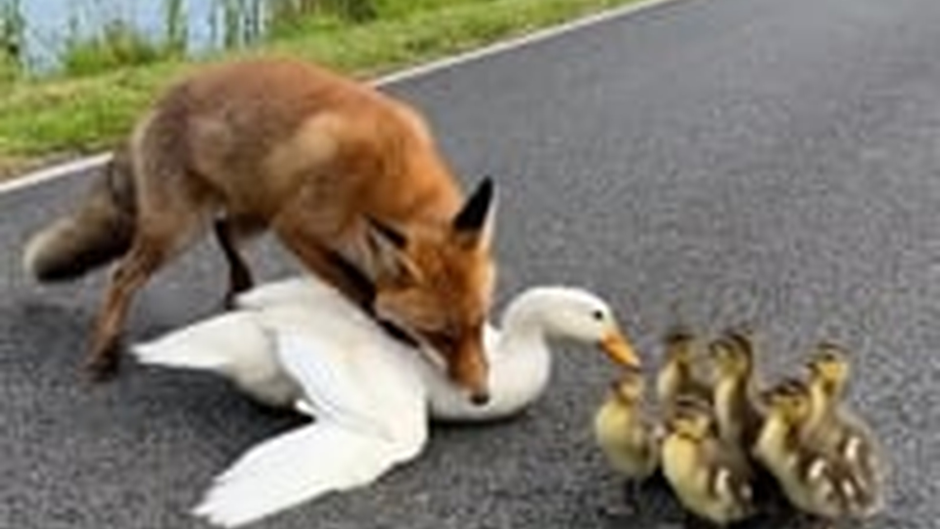 N0606135_Rescuing a mother duck attacked by a fox by lake, ducklings were finally reunited