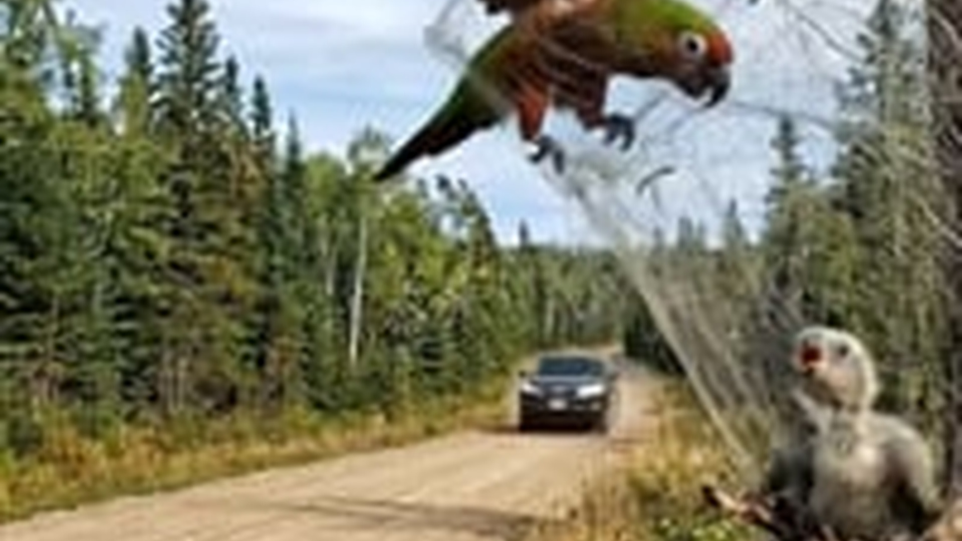 N0606136_Rescuing a mother parrot trapped in a snare, returning mother chick back to wild