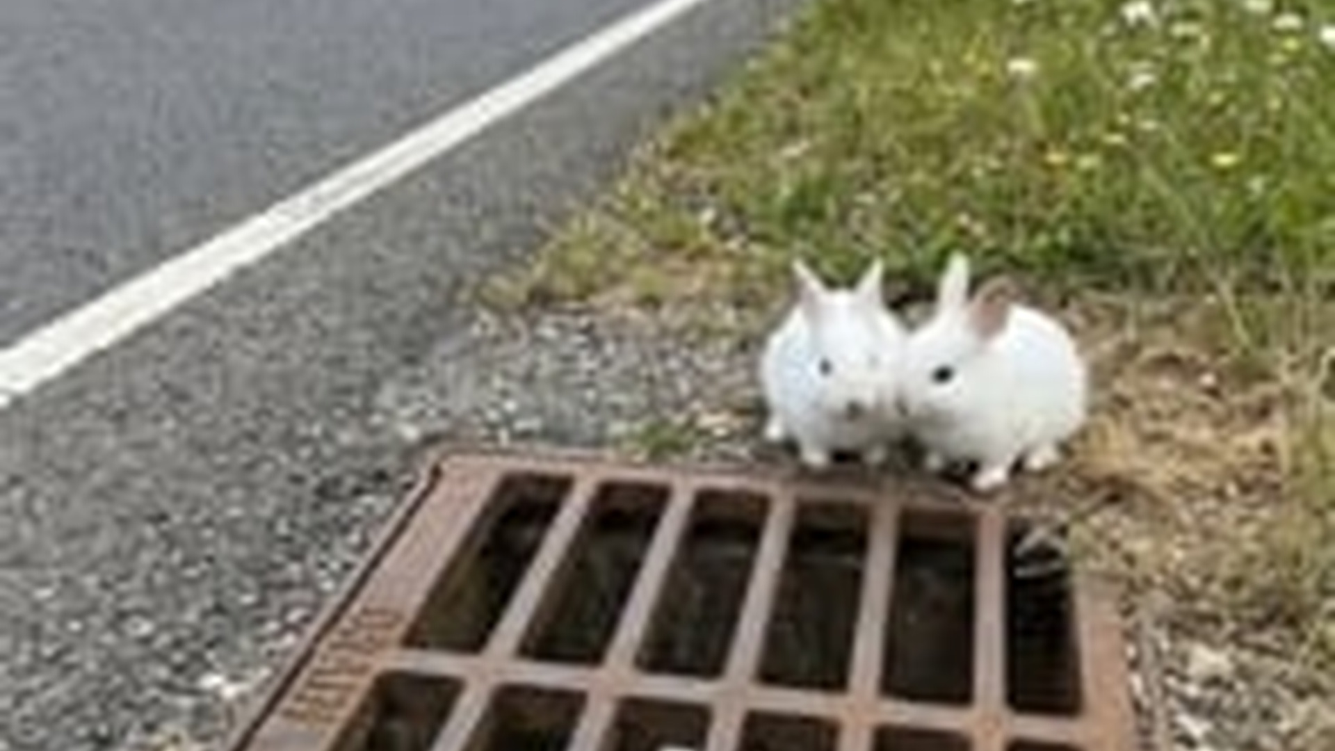 N0606137_Rescuing a mother rabbit fell into a drain, baby rabbit overjoyed to reunite its mother
