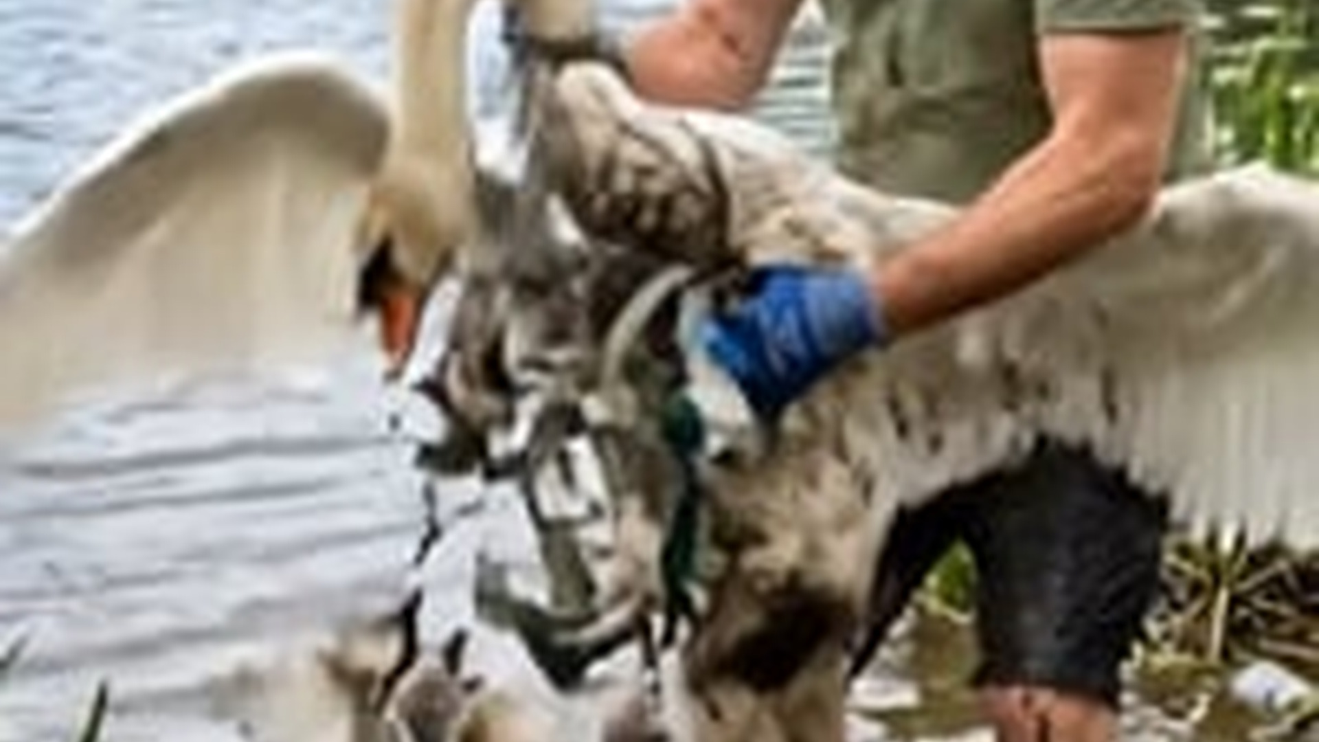 N0606138_Rescuing a mother swan trapped in a net by lakeside a heartwarming ending
