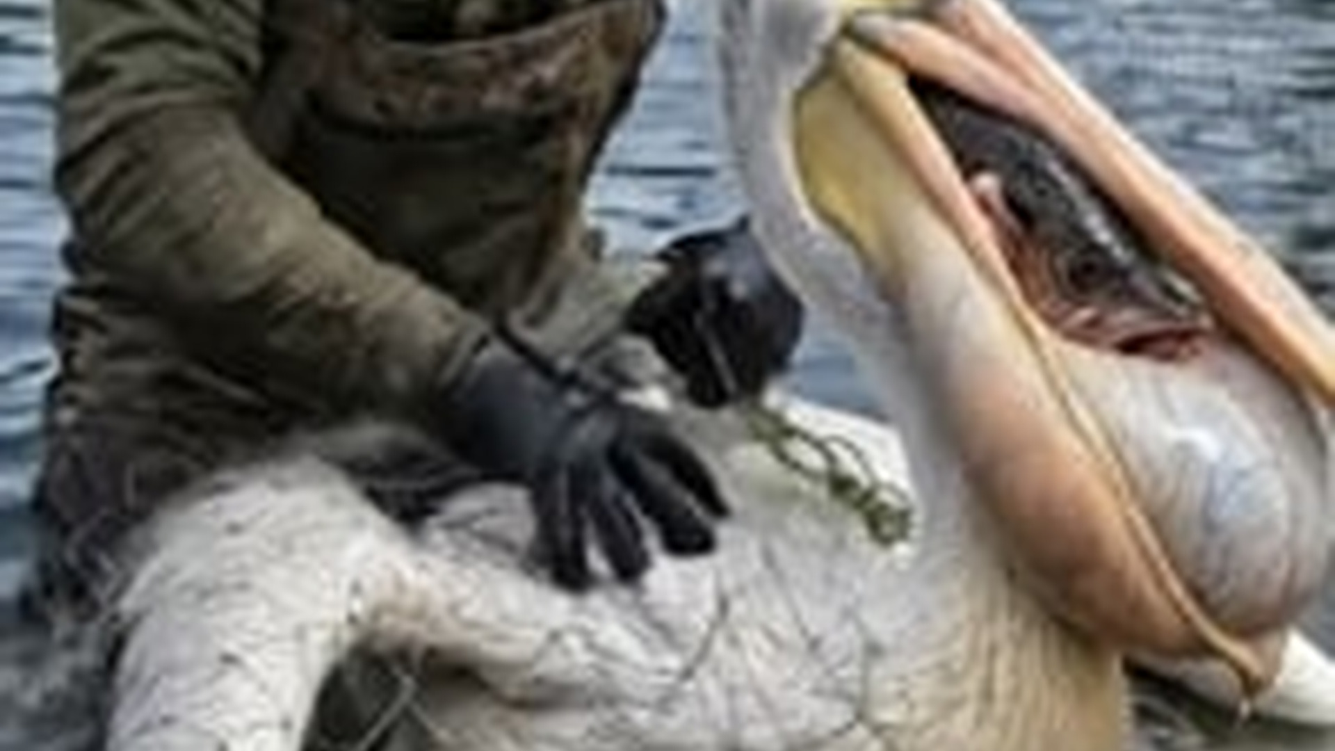 N0606139_Rescuing a pelican trapped in a net in middle of lake