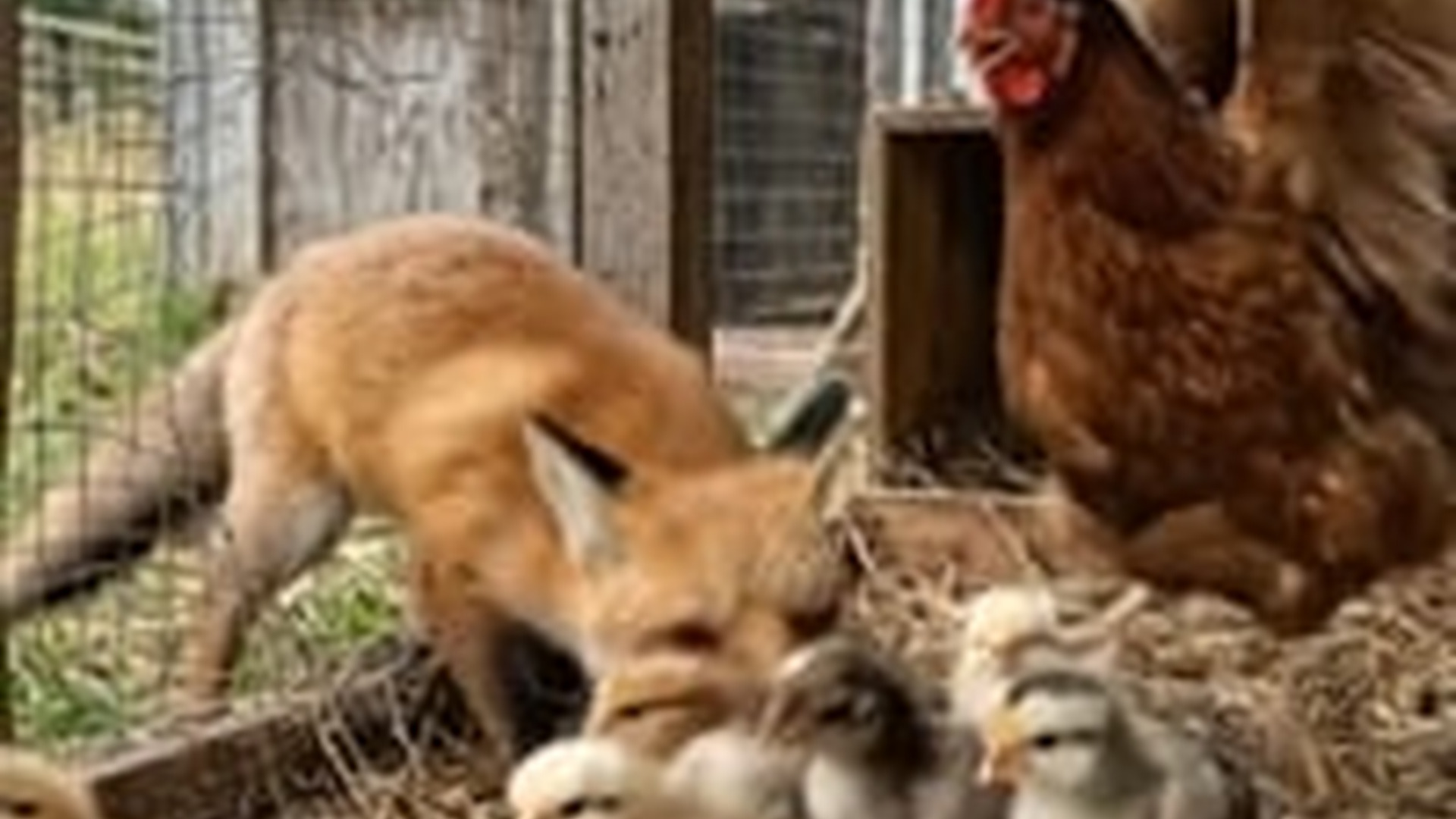 N0606143_Saving baby chicks a small fox A heart touching