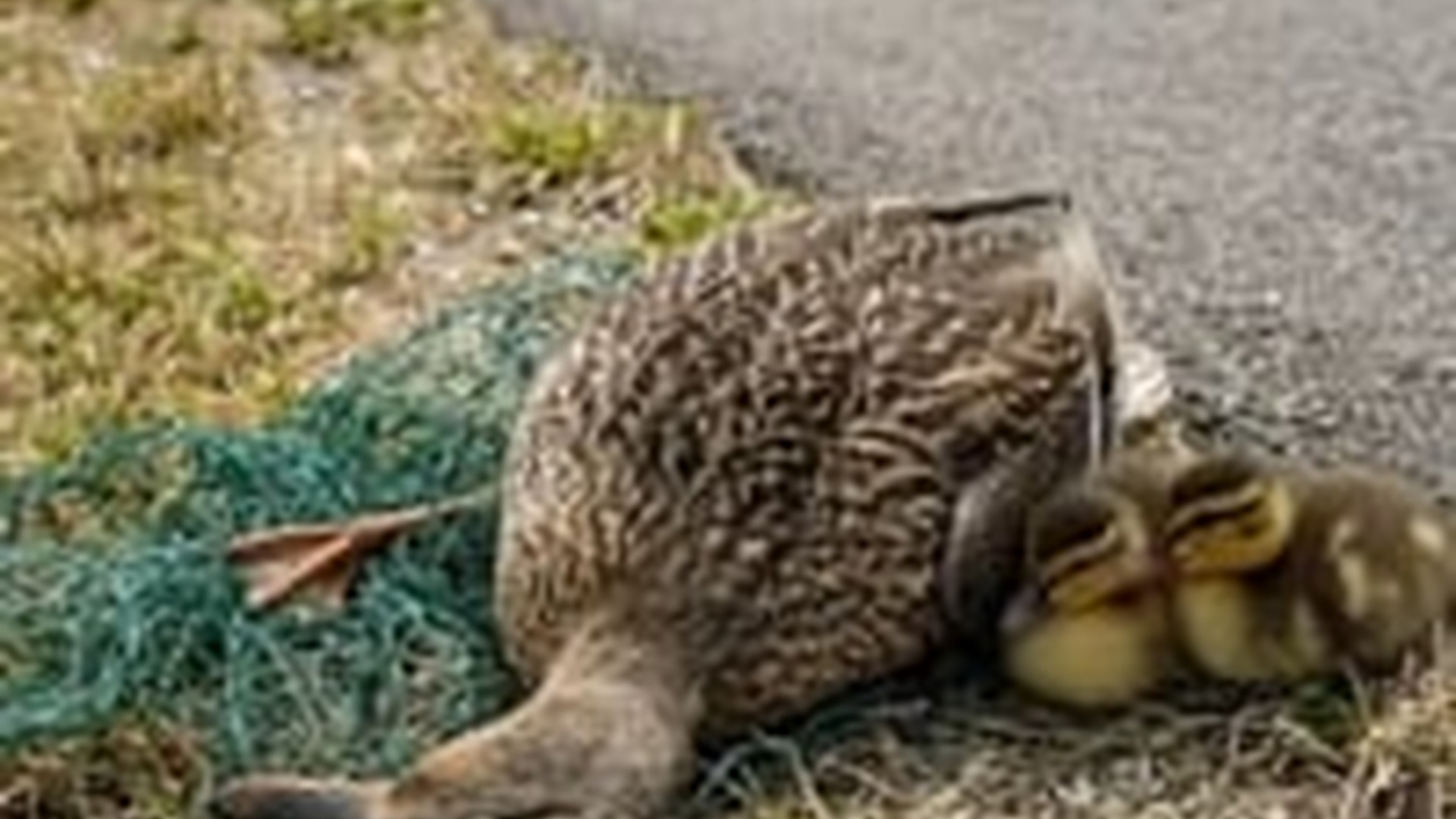 N0606160_woman rescued a mother duck trapped in a net, while her two ducklings stayed by her side