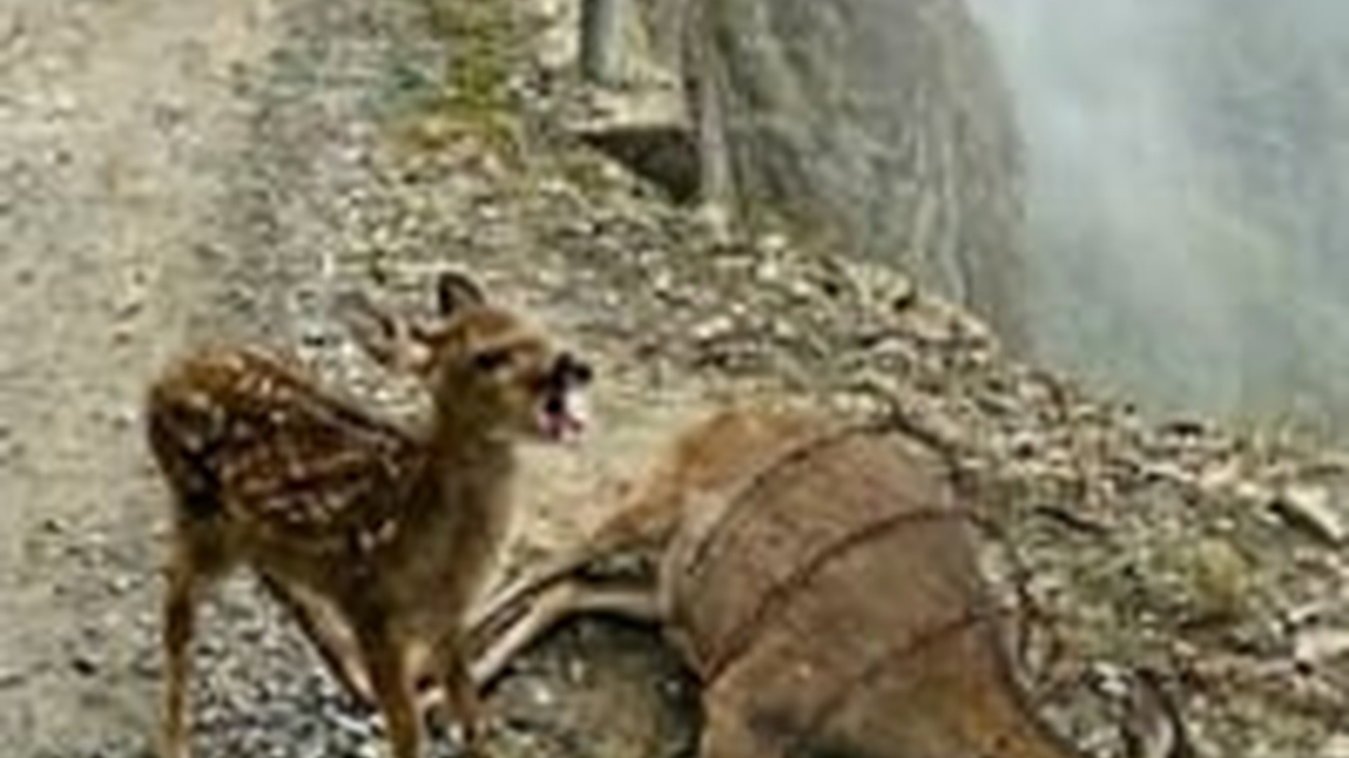 N1006035_Baby Deer s Pain Is Hard to Watch #deer #animals #animallover