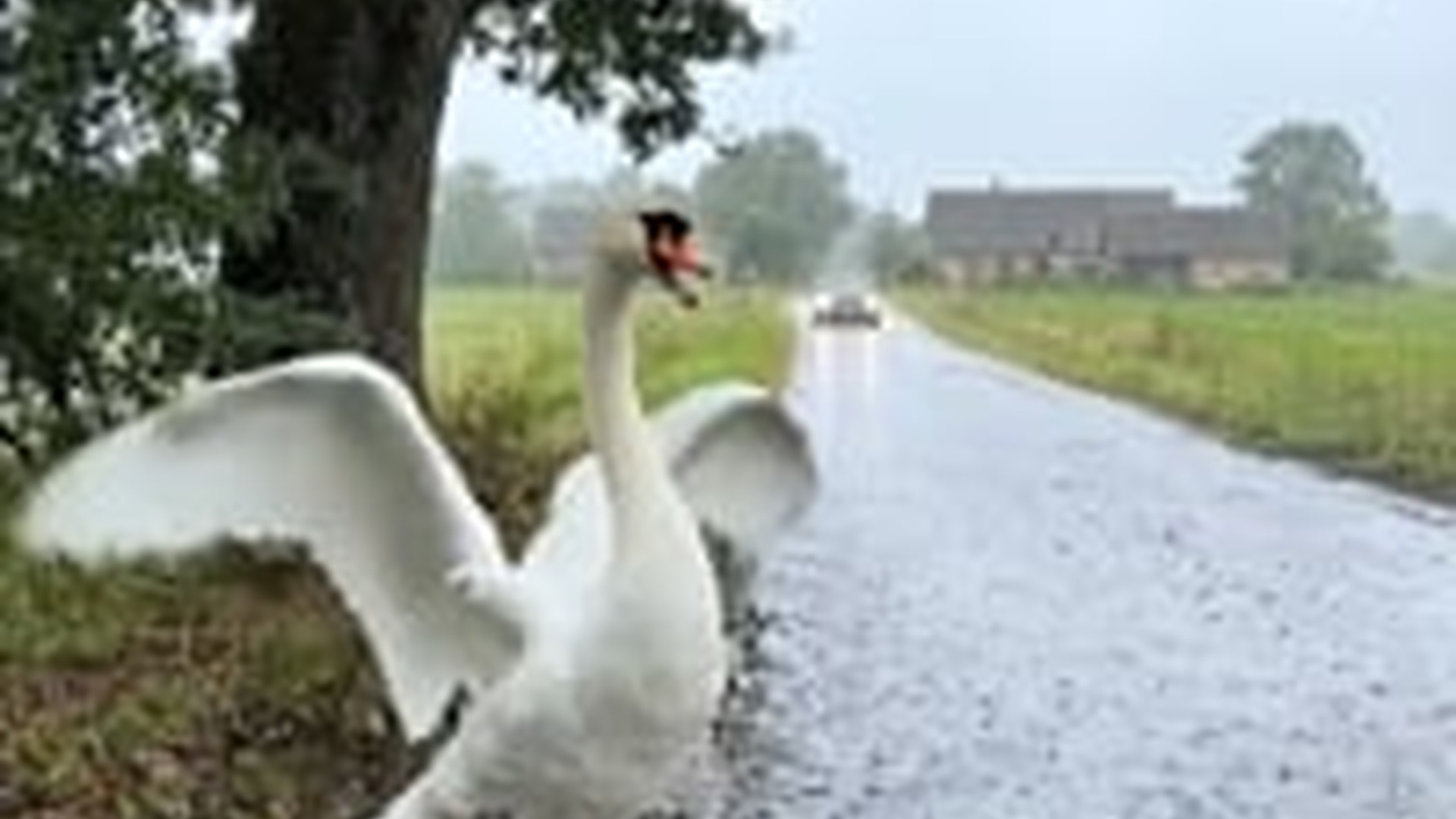 N1006036_Swan shields a tiny Kitten Rain #swans #kitty #cat #catlov