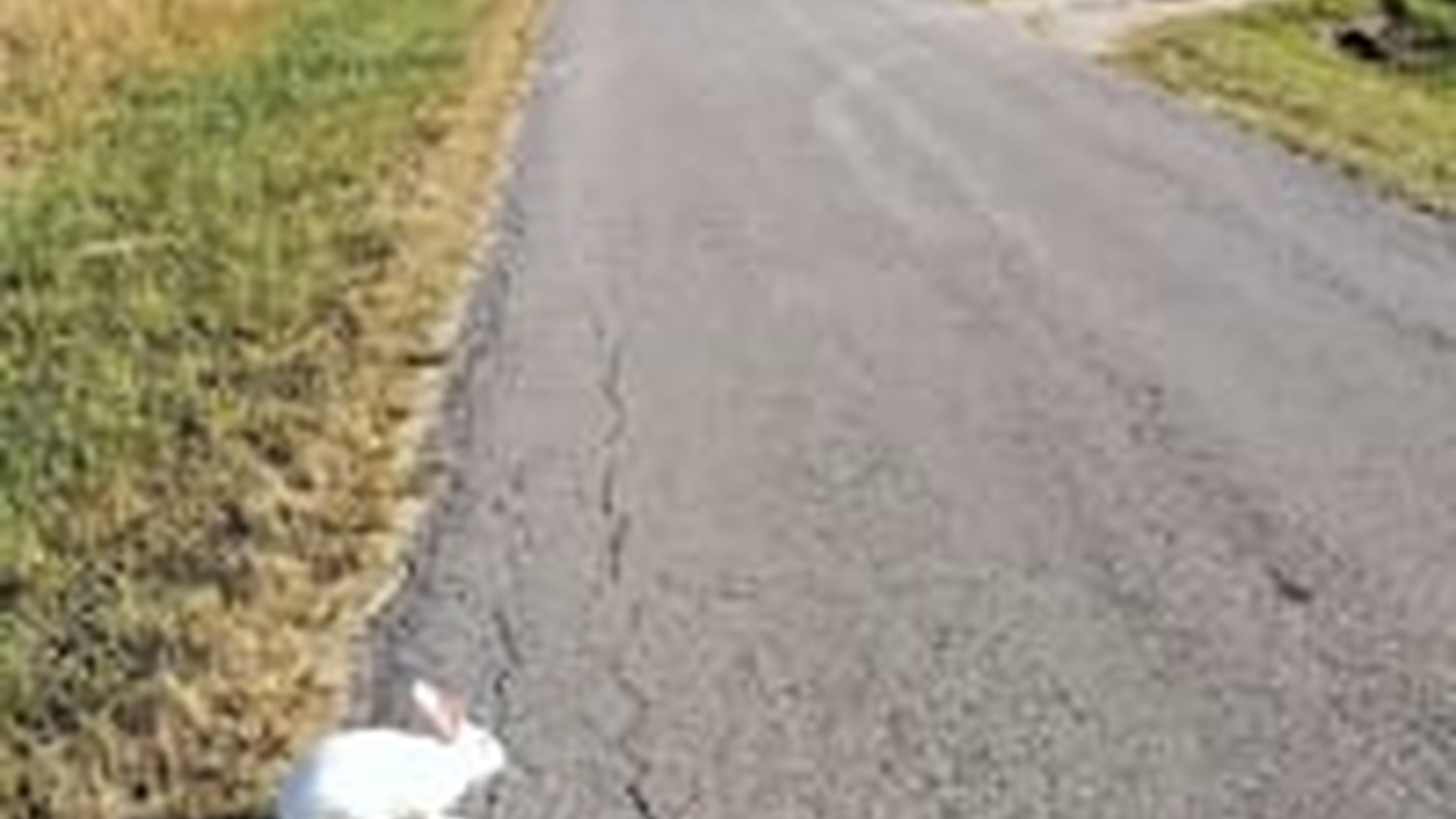N1006042_M One Moment of Kindness a Rabbit #rabbit #rabbitlife #rabbits #w