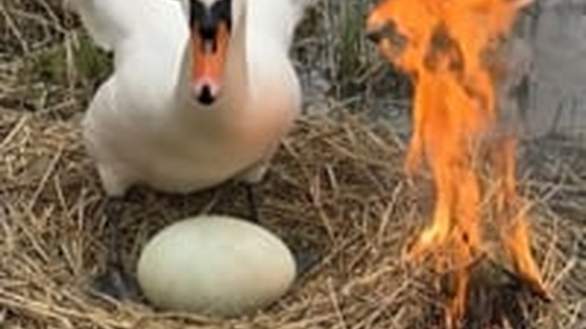 N1006043_K Swan Baby Finally Safe Animal Rescue