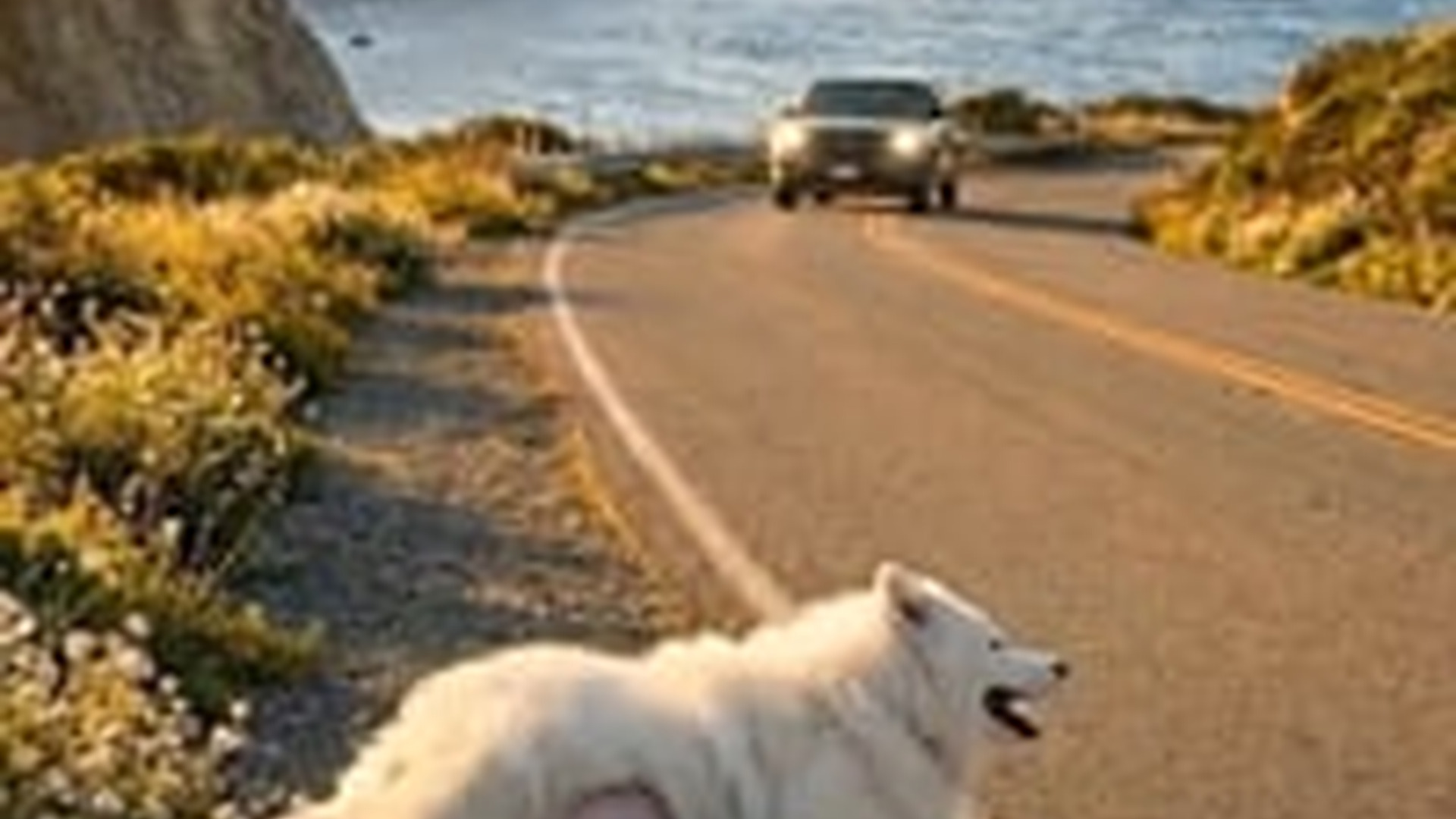 N1006046_K She Drove Home More Than Just a Dog Animal Rescue