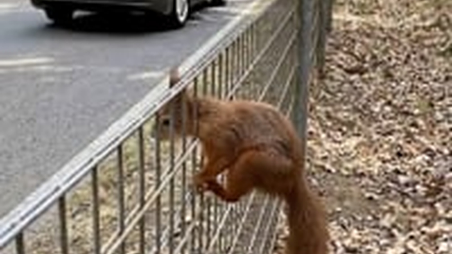 N1006047_M A Rescue Turned Into Friendship #squirrel #animals #animallove