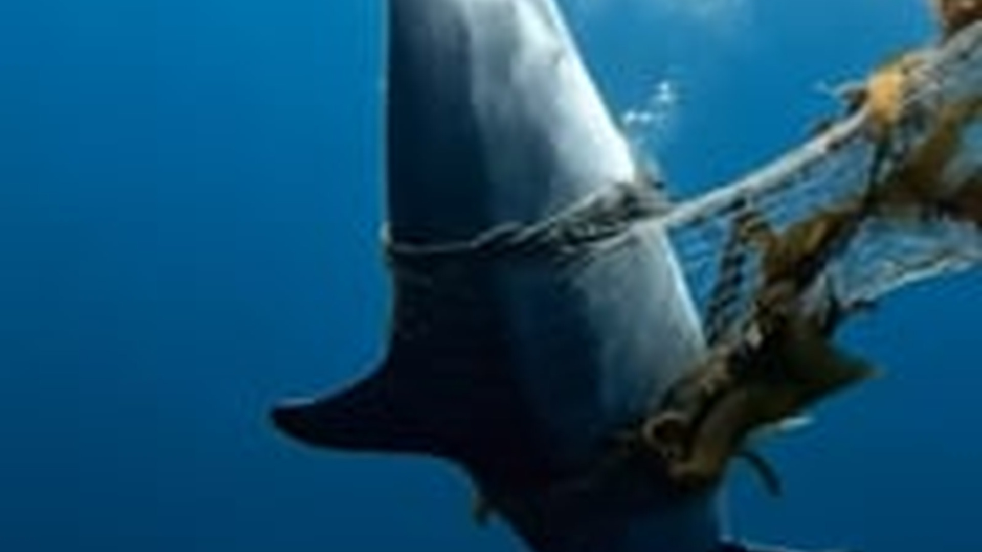 N1006053_K Dolphin Rescue Turned Into a Thank You Moment #dolphins #dolphi