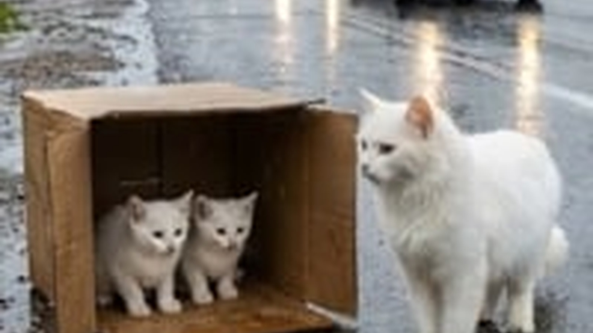 N1006051_K Cat Kittens Caught in Storm #cat #catlovers #kitten #kitty