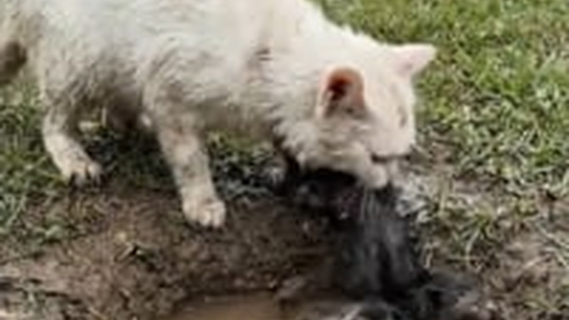 N1006054_K White Cat Became a Real Hero #cat #catrescue #animals #animalr