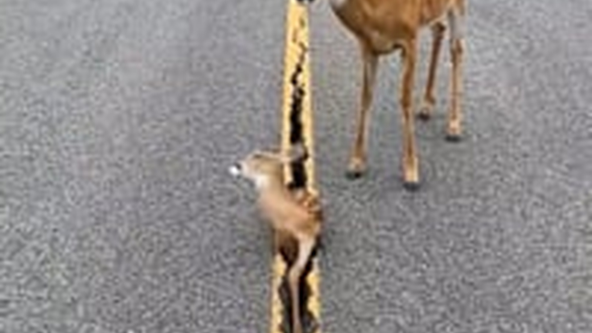 N1006052_M He Saved a Baby Deer #deer #deerhunting #deerseason #animals #anim
