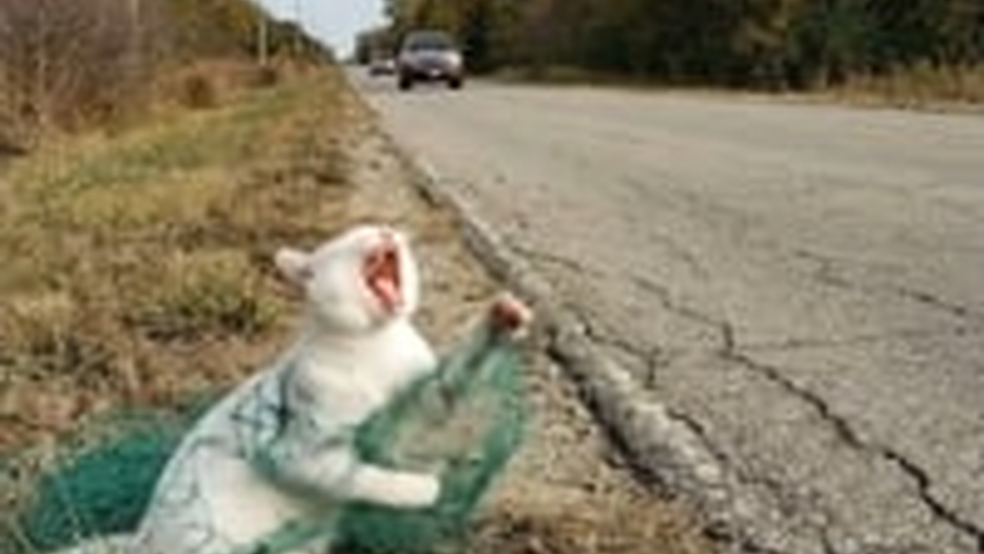 N1006057_K Cat Trapped in a Net Hoping Someone Will Stop #cat #cats #catlover