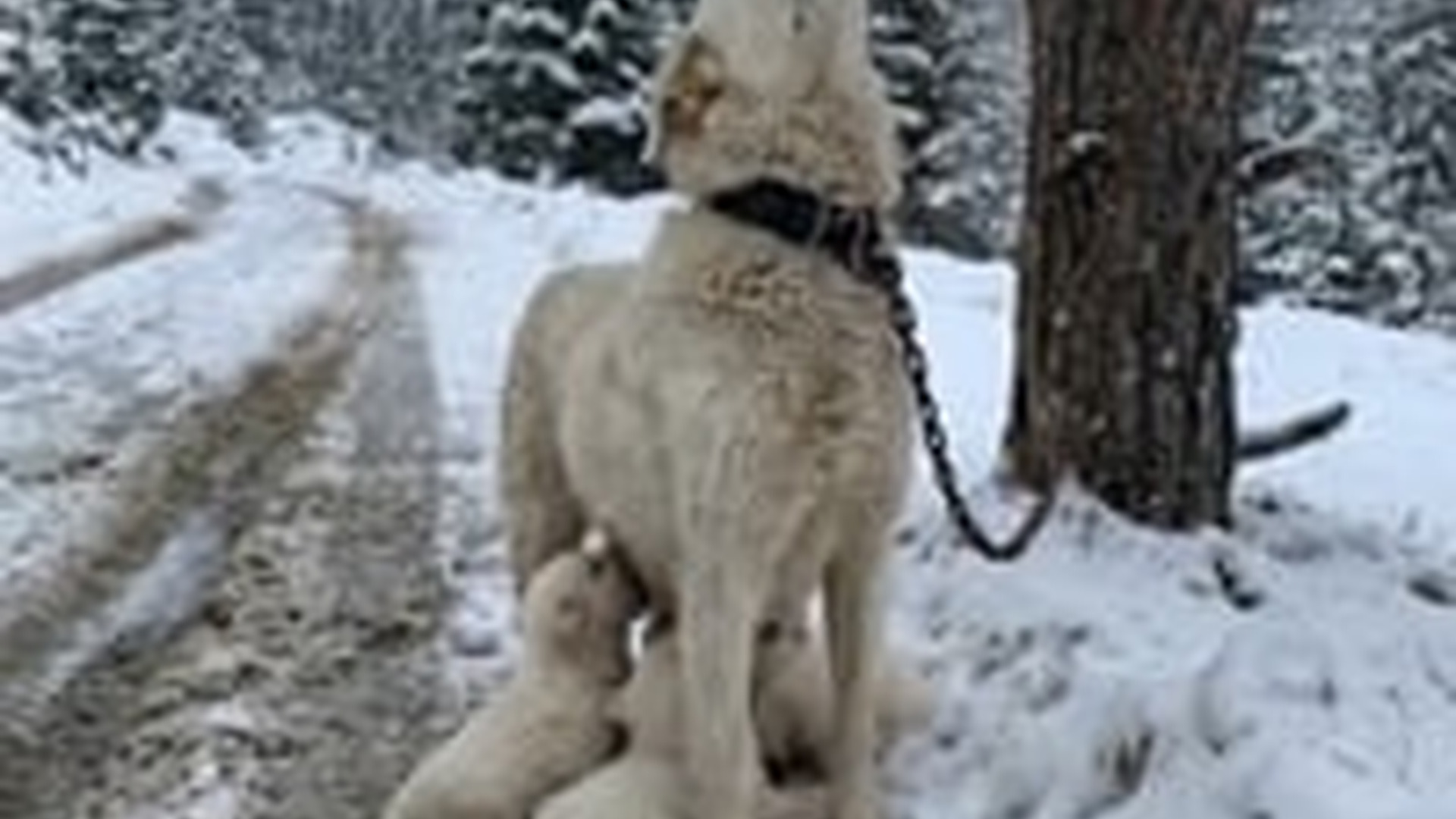 N1006058_M Tied to a Tree, Protecting Her Babies in Freezing Snow #animals