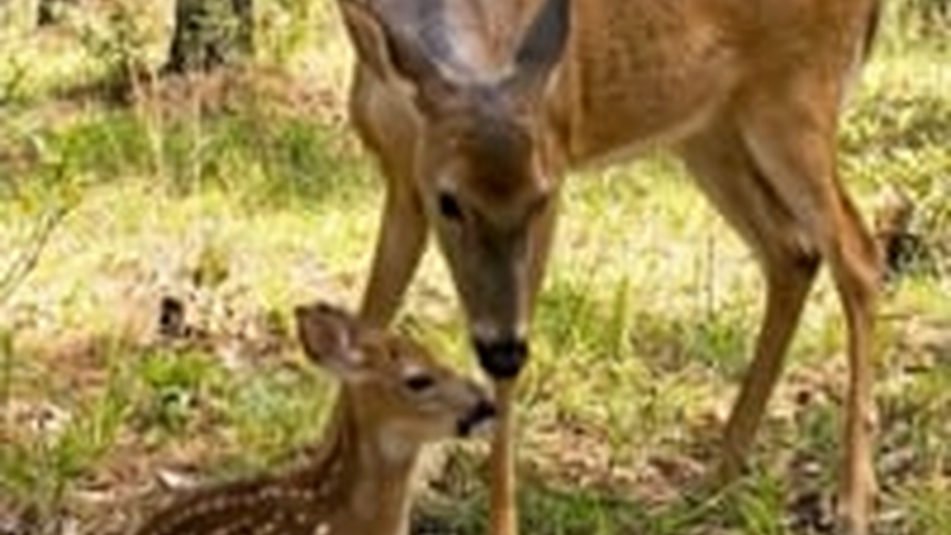 N1006059_K One Deer Needs Help Other Won t Abandon It Animal Rescue