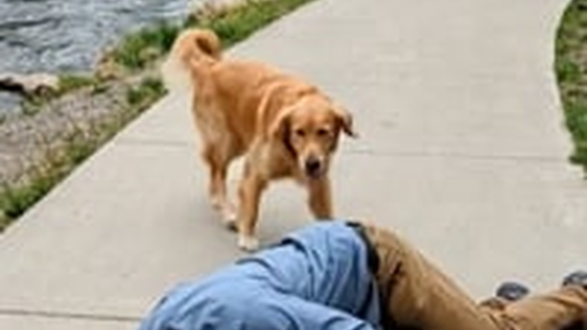 N1006060_K His Heart Stopped a Moment But His Dog Acted Fast #doglover #d