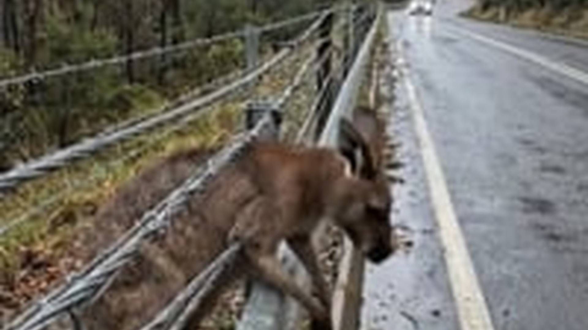 N1006064_M Brave Firefighter Saves a Kangaroo #kangaroo #firefighter #animals #an