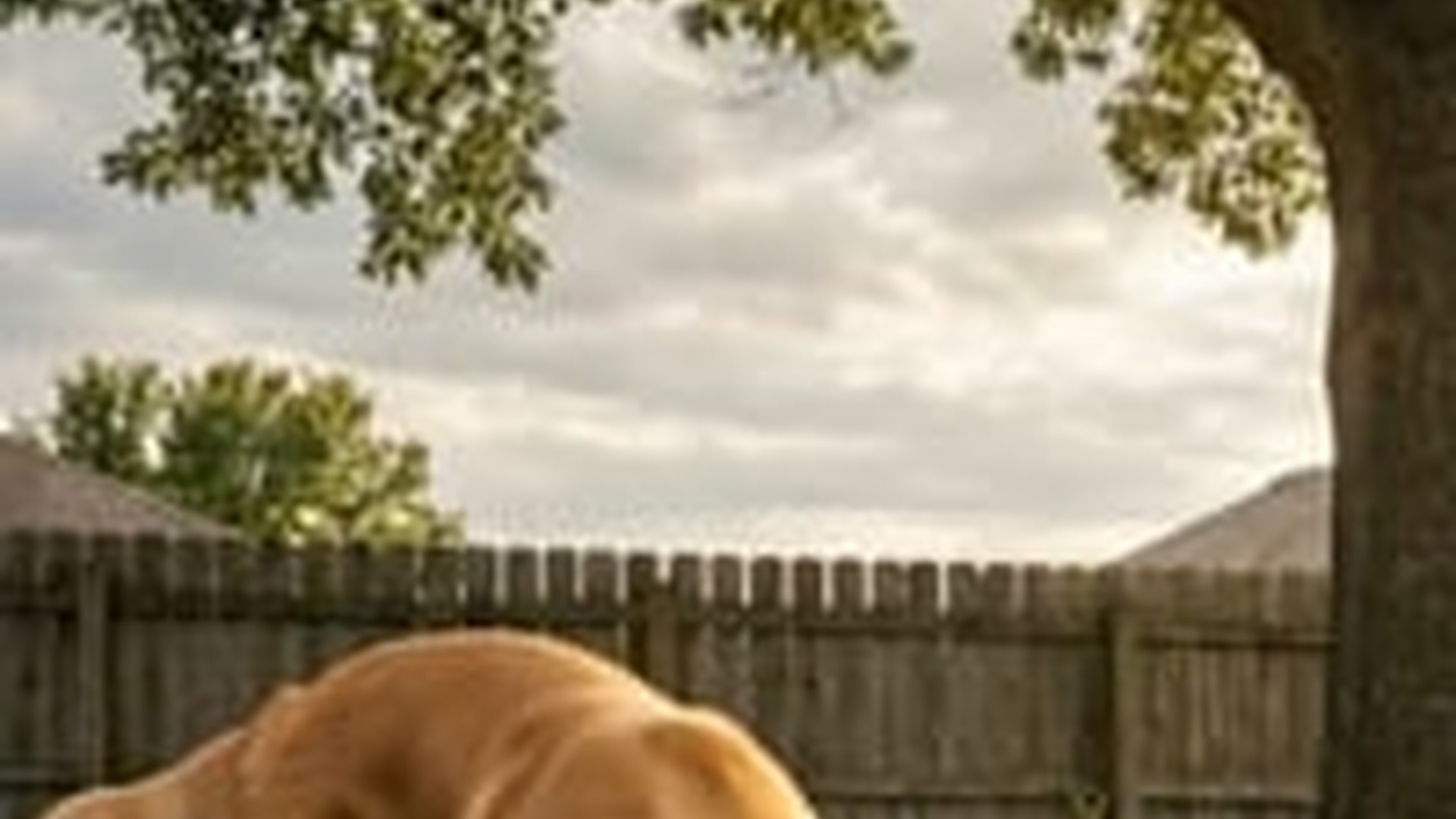 N1006065_M Dog Buries His Puppy in Backyard #animals #animalrescue #doglov