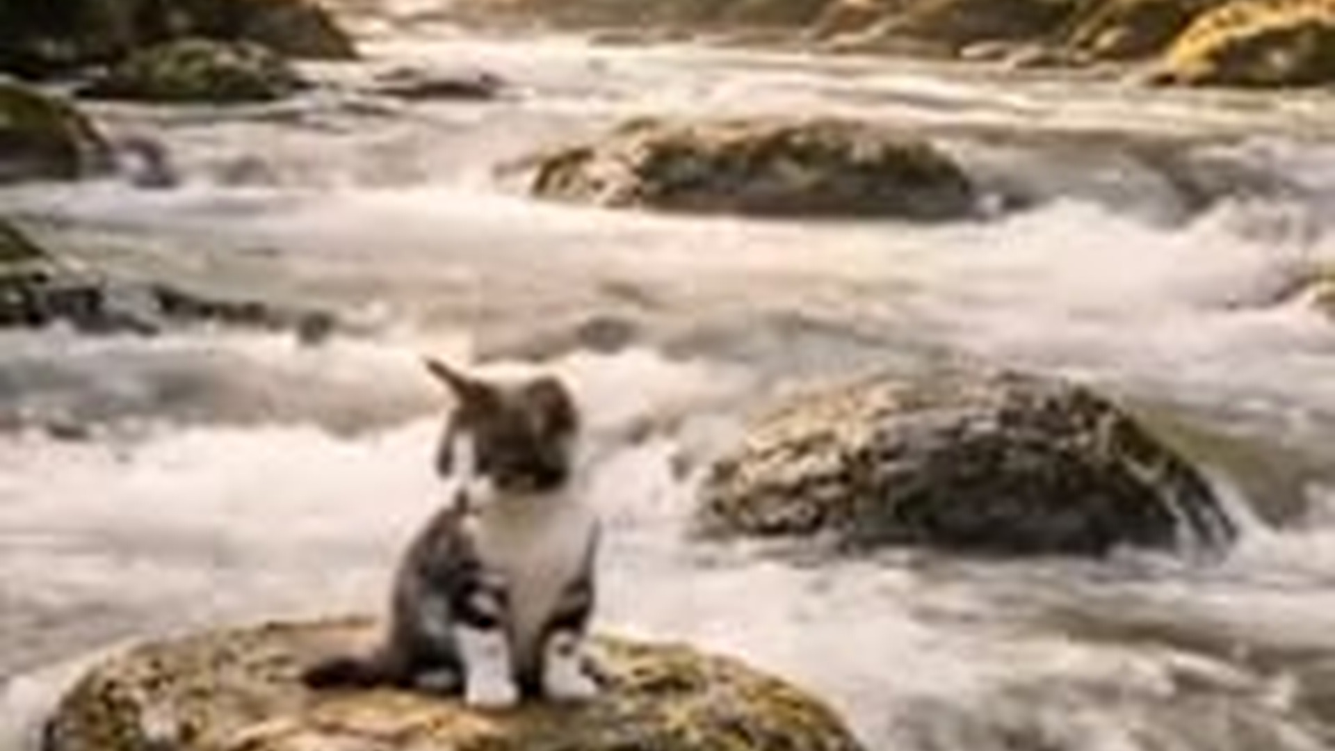 N1006069_When an Elephant Saves a Cat #animalrescue #emotionalrescuedogs #Heartwa