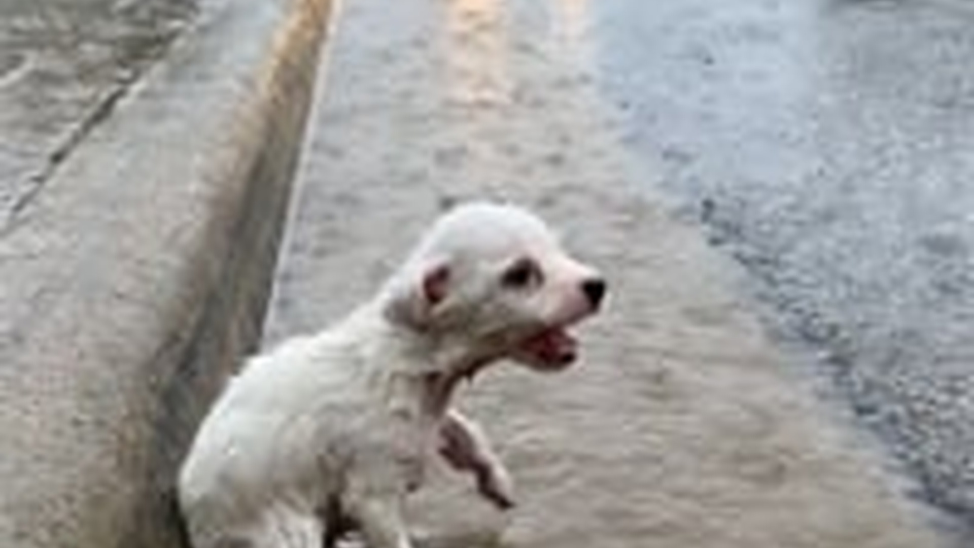 N1006075_Cars Keep Passing Little Puppy Still Waits #doglover #dog #dogl