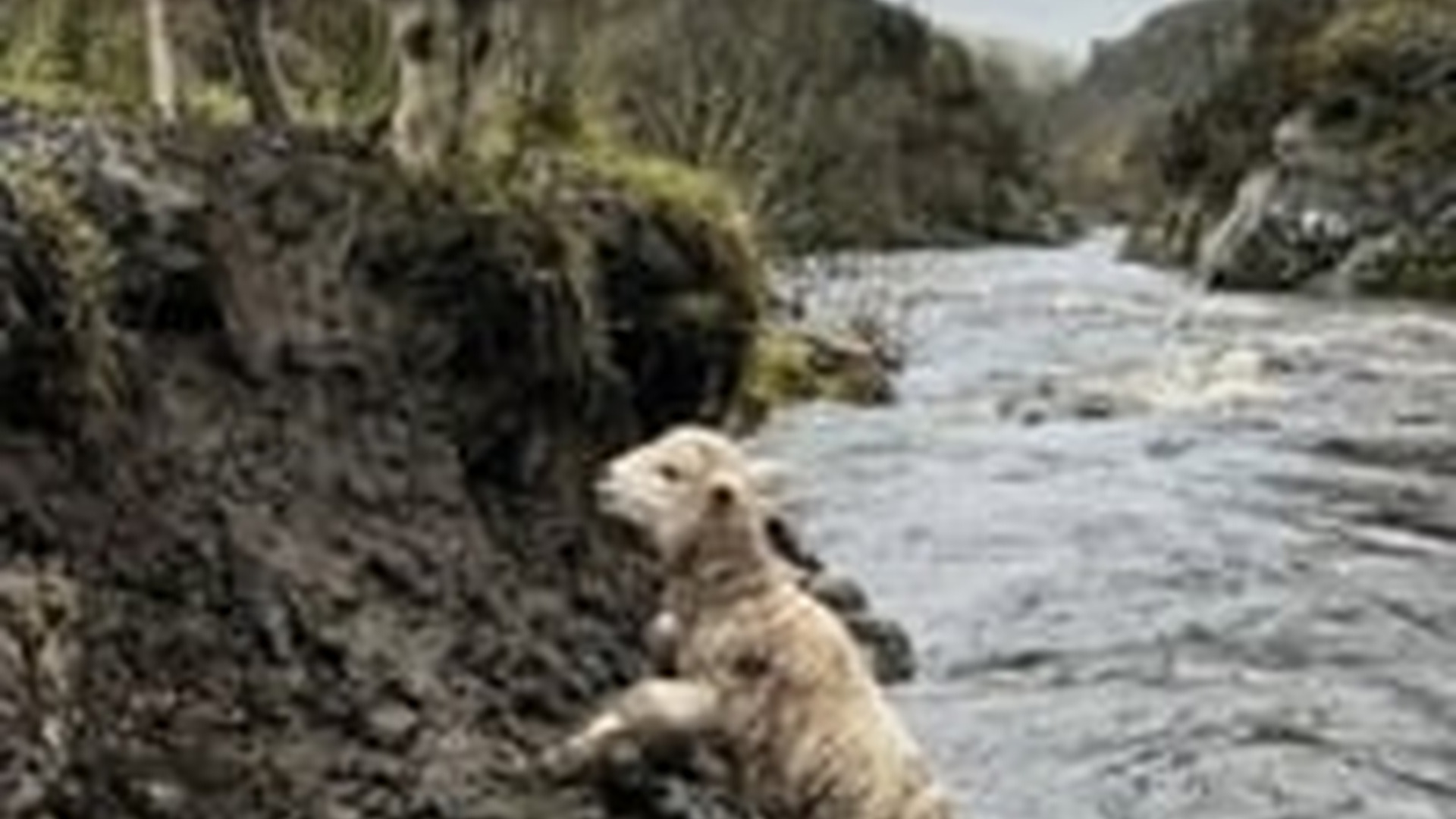 N1006077_Lion in Action to Save Sheep in River #lions #lionking #shee