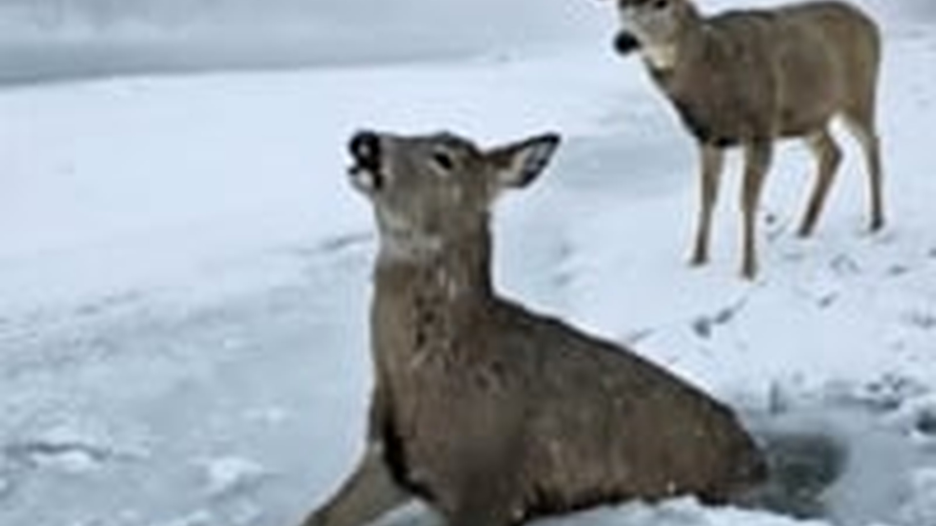N1006087_K Deer Trapped in Ice #DeerHunting #deer #deerseason #animals #anima