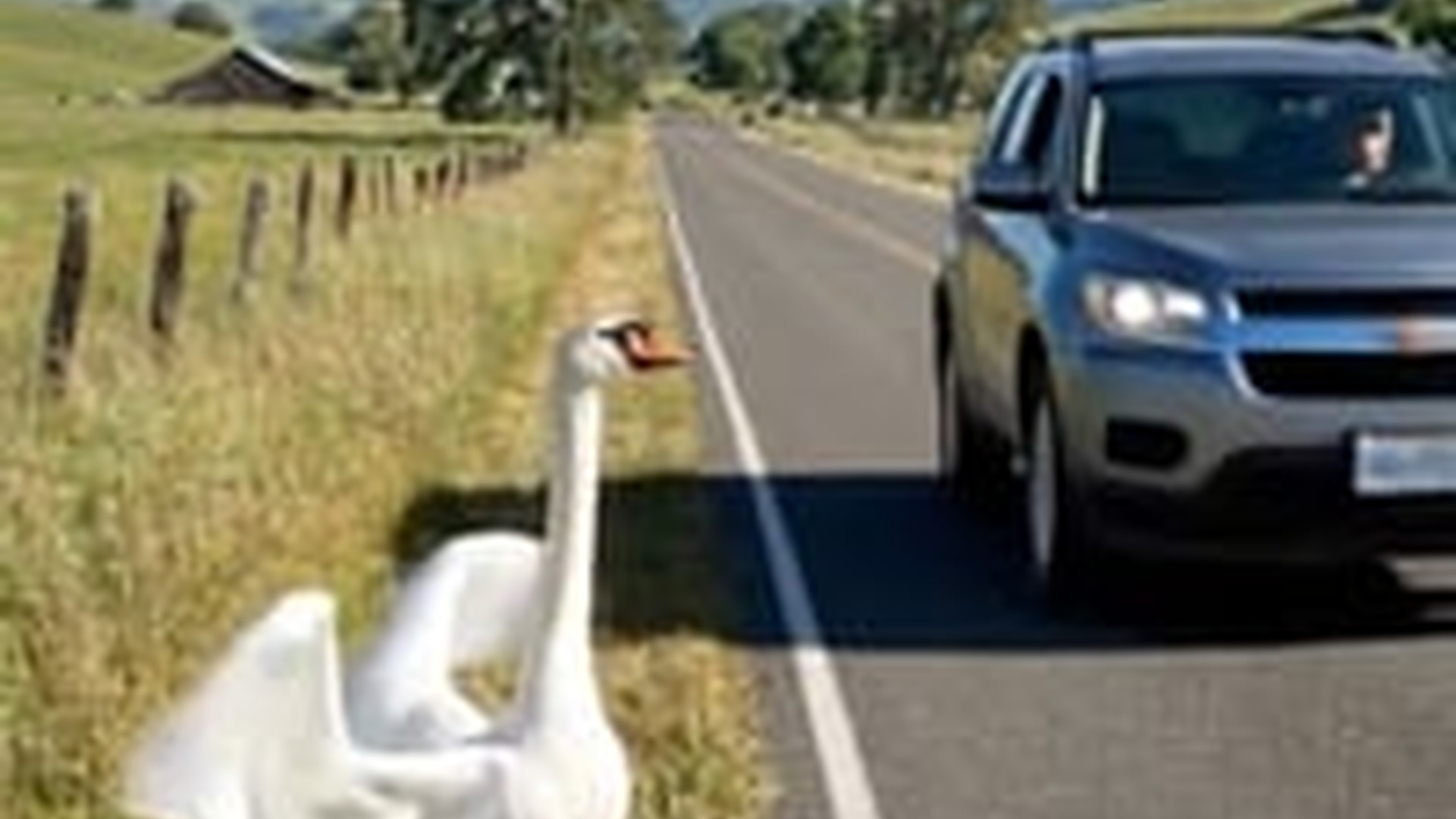 N1006091_K He Helped a Mother Swan in Need #swans #wildlife #animals #animall