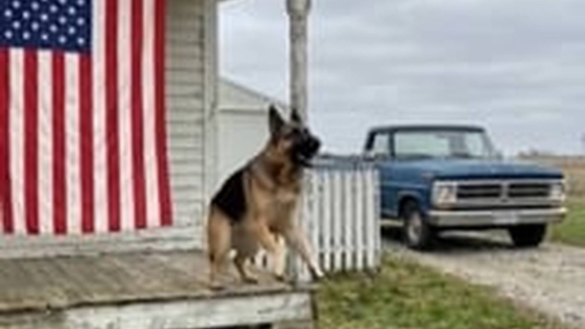 N1006094_K USA Family Dog Saves Farm Pig #doglover #dog #dogoftheday #pig #mi