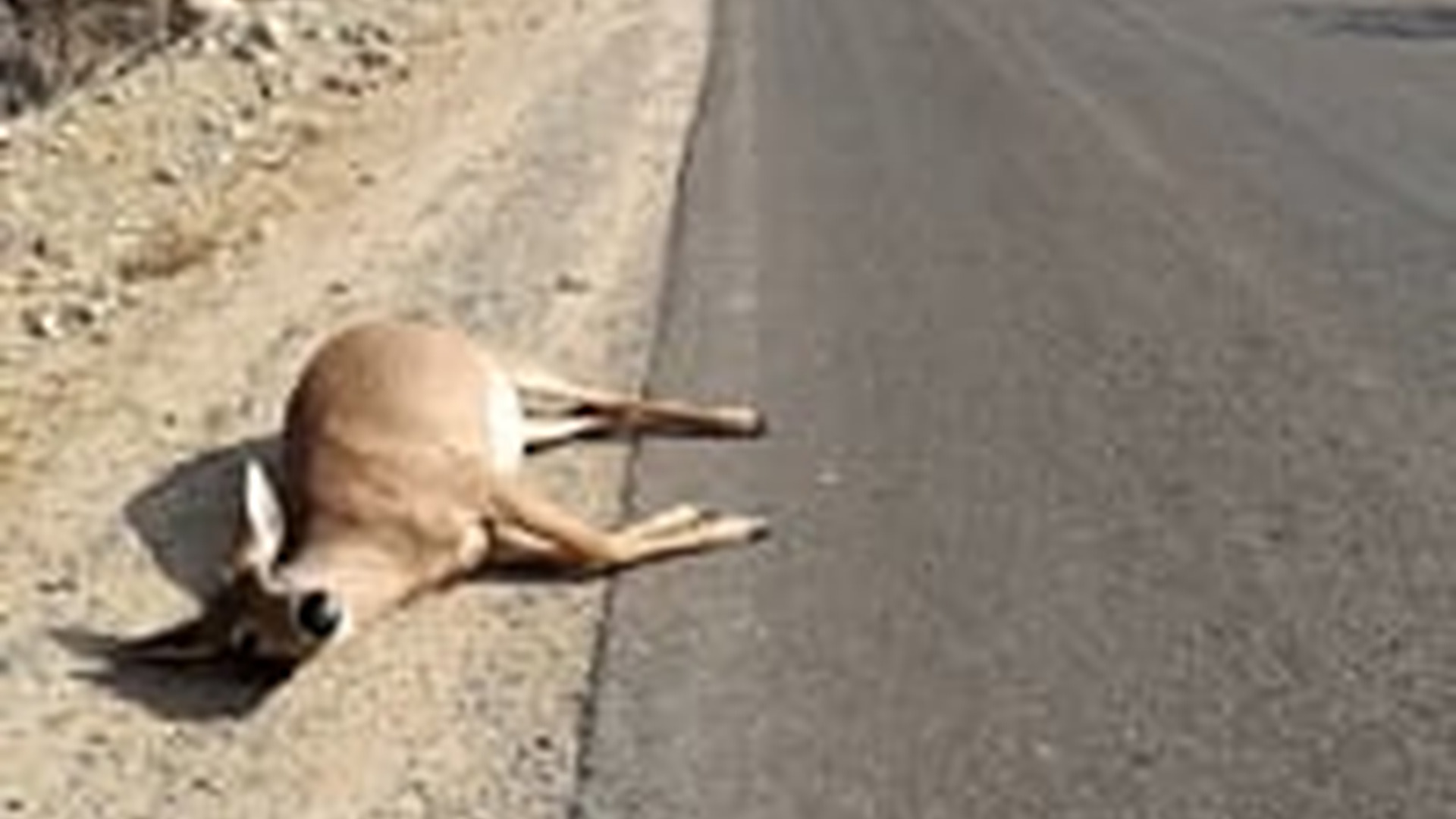 N1006100_M Pregnant Deer Found in Time #deer #deerseason #deerhunting #animals #