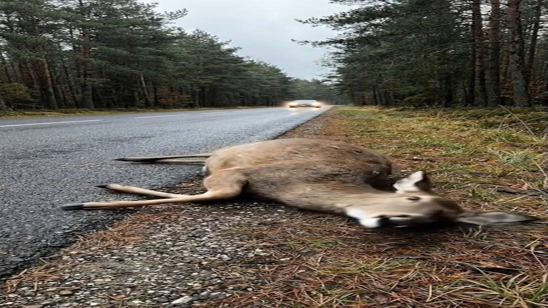 Full Video : N1006101_Emergency a Pregnant Deer #deer #deerseason #deerhunting #animal