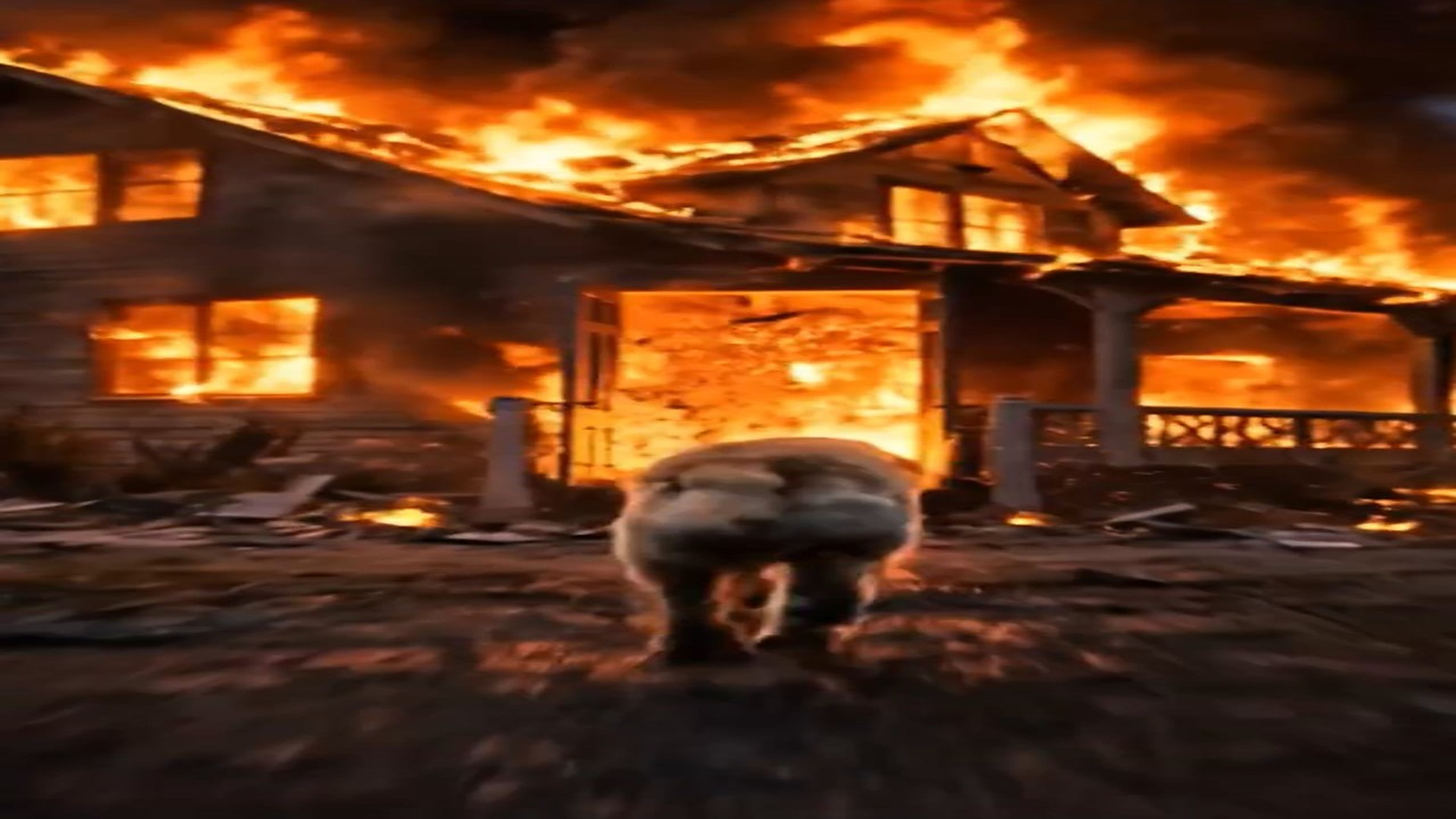 Full Video : N1006111_A Hero Dog Enters Fire to Save a Life #dogrescue #herodog #emo