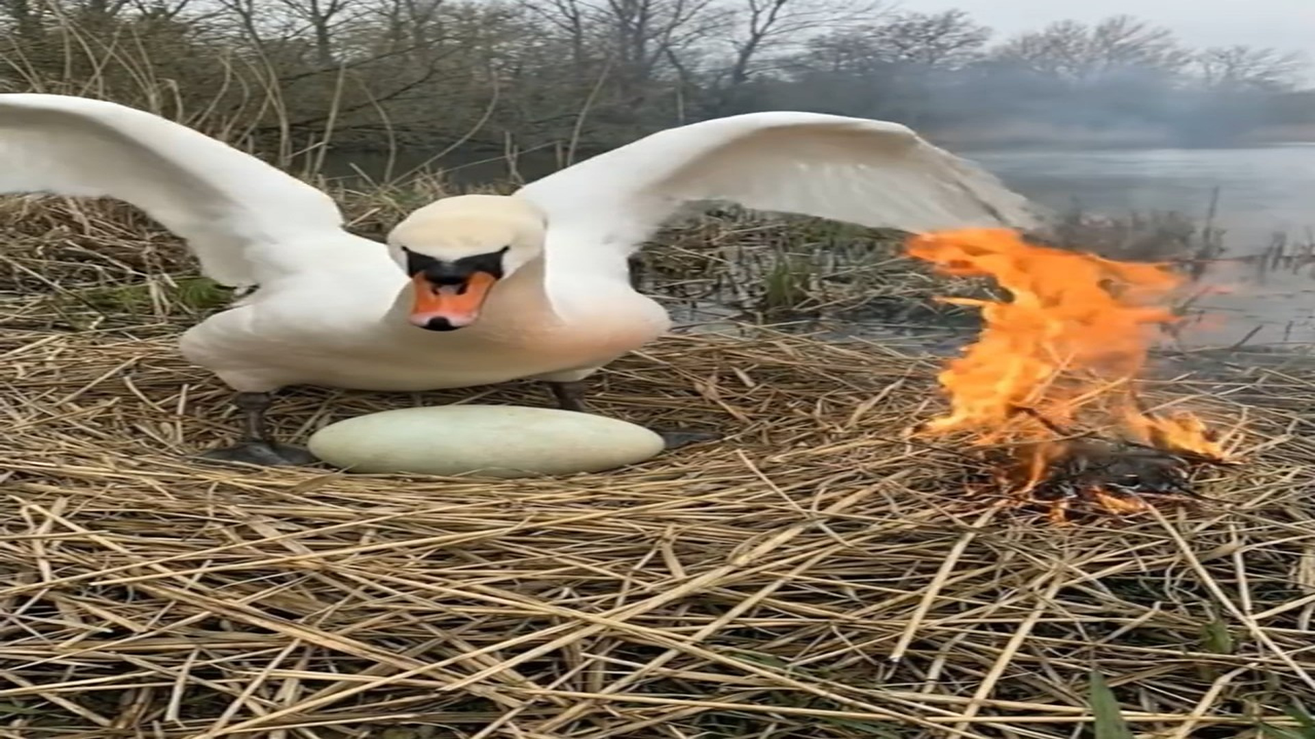 Full Video : N1006116_They Saved Swan Baby #animals #animalrescue #monkey #monkeylove