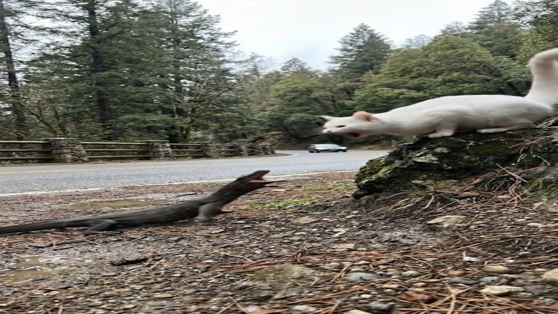 Full Video : N1006135_K Young Man Rescues Cat Laser Danger #cat #catoftheday #catlover