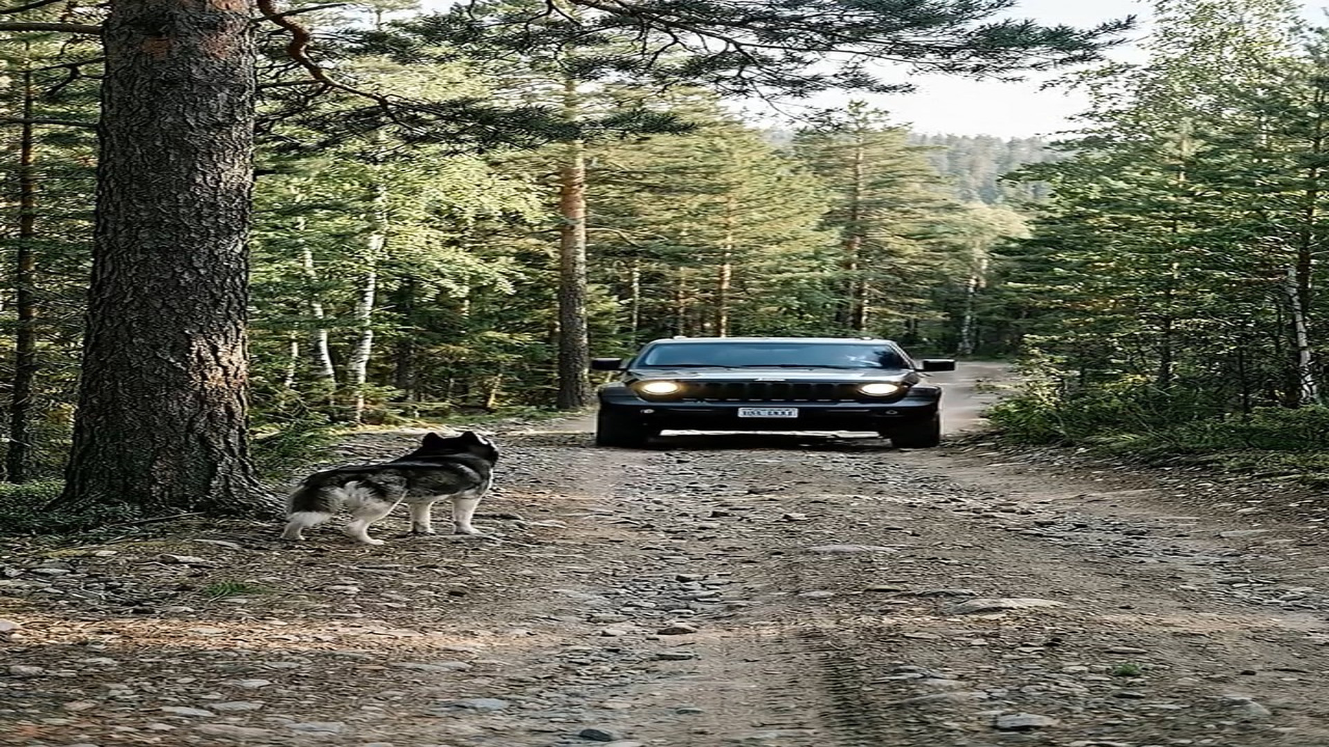 Full Video : N1006136_K Husky Finally Smiled #huskylife #Husky #huskylove #huskyworld #a