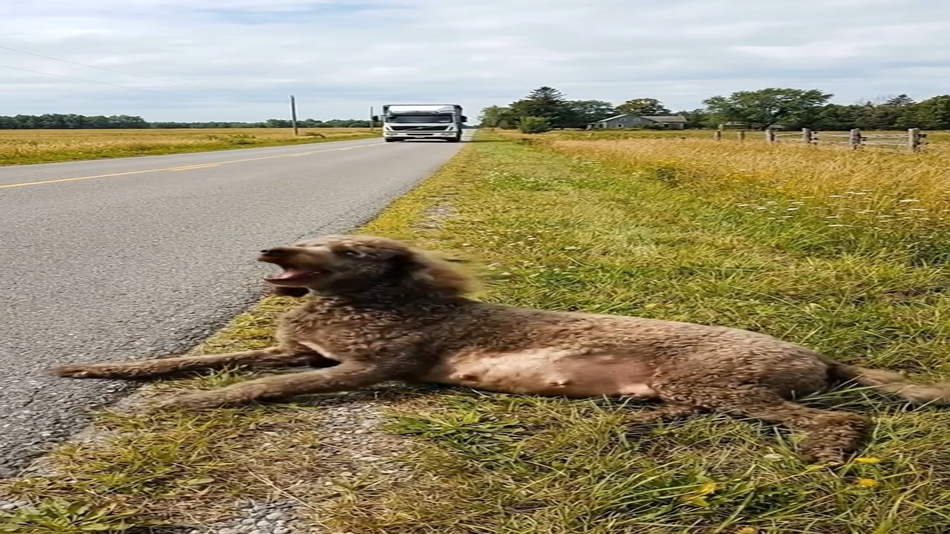 Full Video : N1006137_K A Pregnant Dog in Pain, Lying on Road #doglover #dog #dogofthed