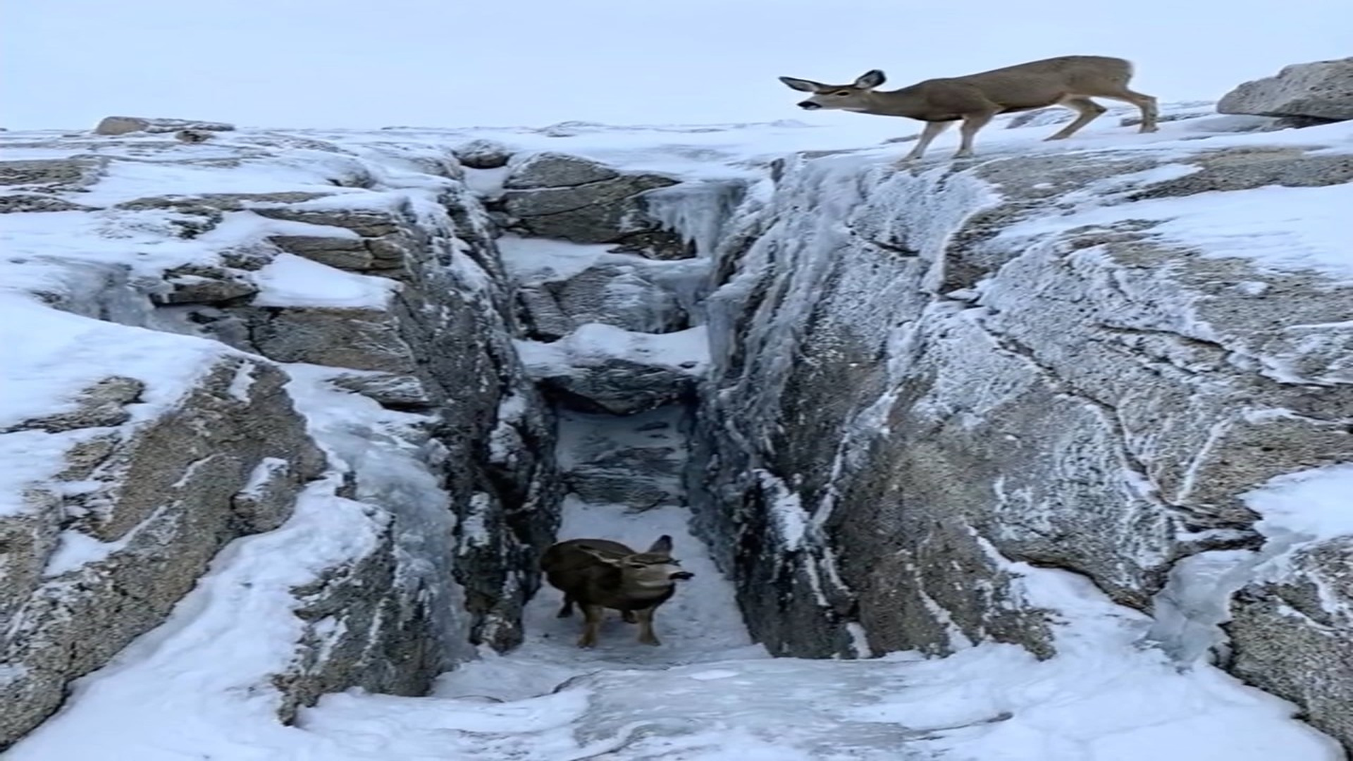 Full Video : N1006138_K Deer Trapped Between Frozen Cliffs #deerhunting #deer #deerseason