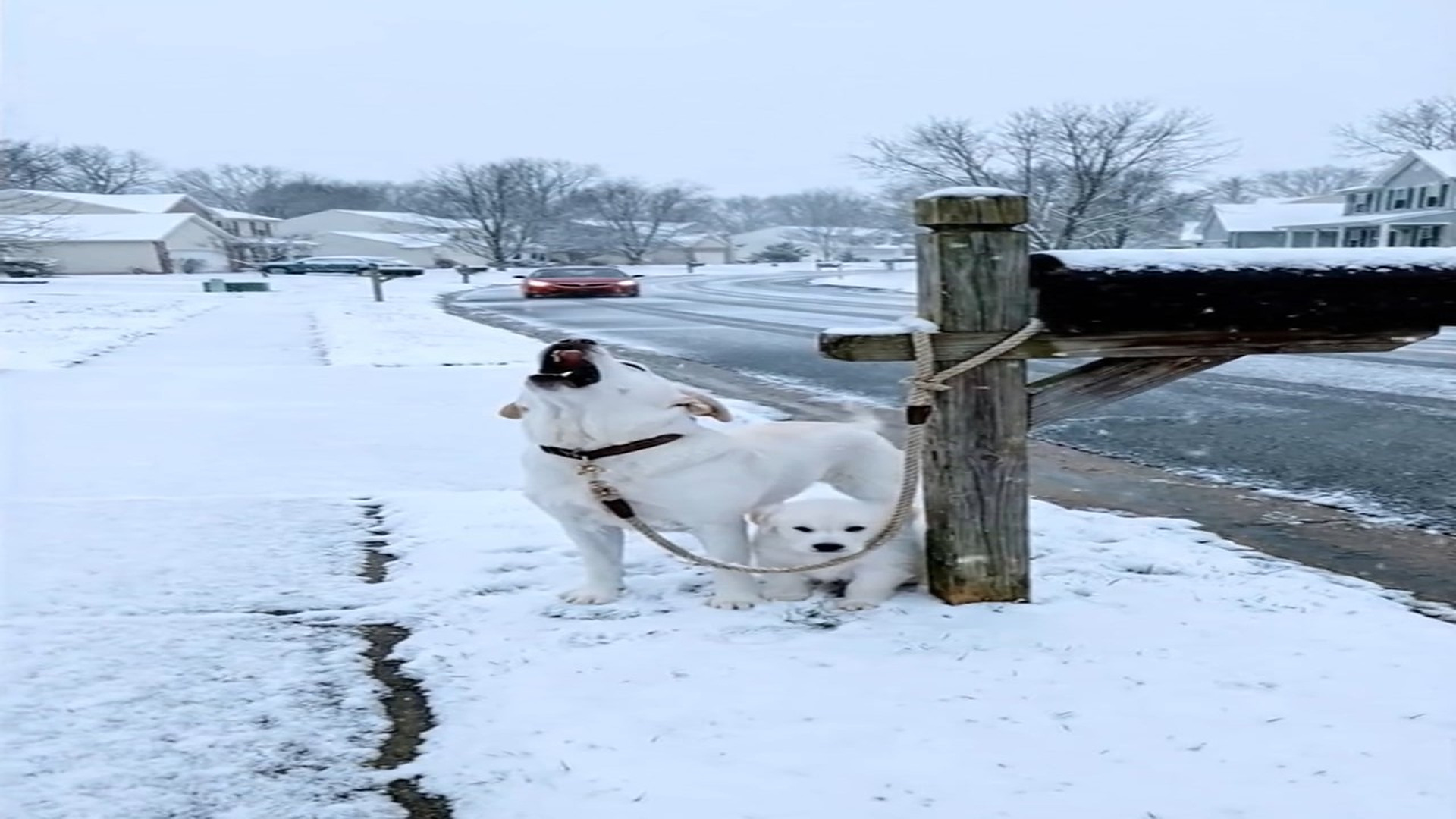 Full Video : N1006139_K Tied to a Mailbox Waiting Someone to Care #doglover #dog #dogo
