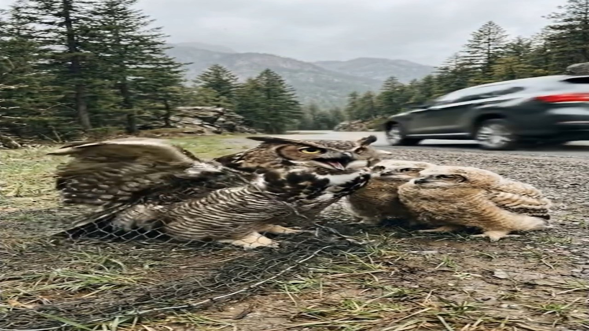 Full Video : N1006140_K Owl Trapped Roadside #owl #owllovers #animals #animalrescue #animallo