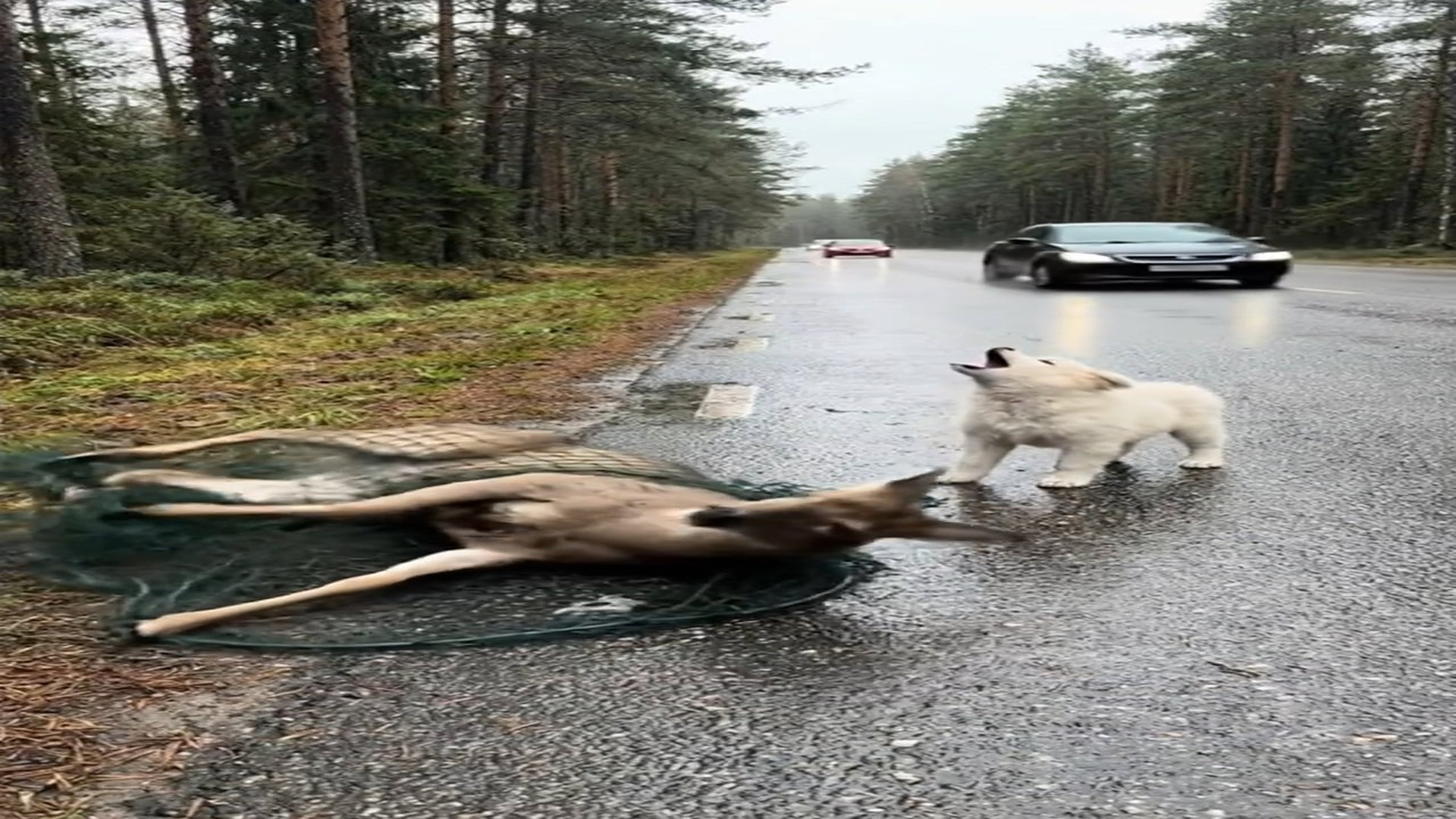 Full Video : N1006141_K Deer in Trouble Dog Waiting a Miracle #deer #deerhunting #de