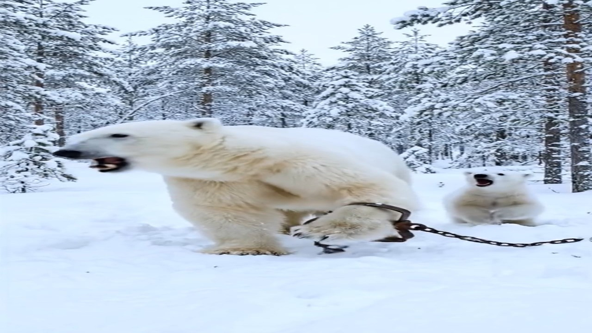 Full Video : N1006142_K Trapped Mama Bear, Baby Seeks Help #bears #animals #animalrescue #