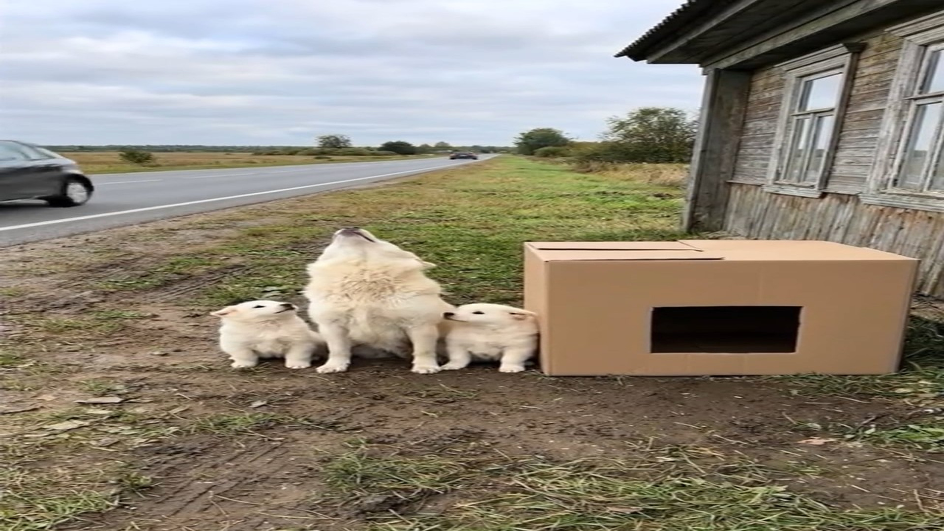 Full Video : N1006143_K He Destroyed Their Cardboard Home Gave Them a Real One #doglov
