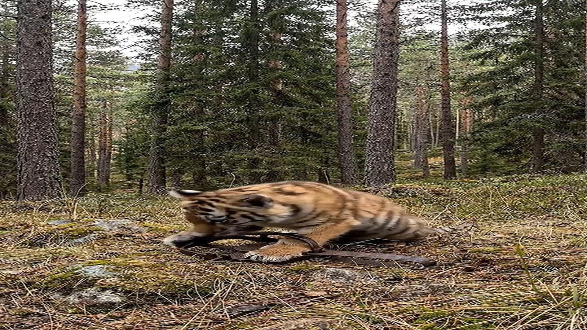 Full Video : N1006146_M He Saved Tiger What Happened After #tiger #wildlife #animals #an