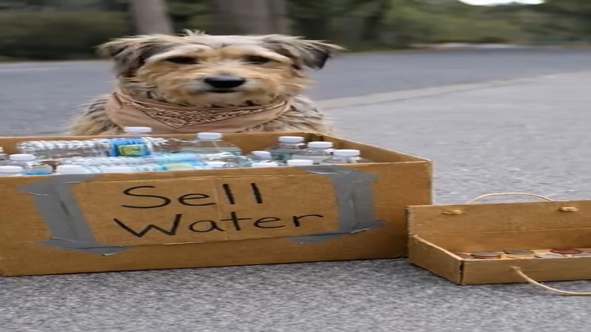Full Video : N1006150_Dog Who Sold Water to Help Homeless #animals #doglover #anim