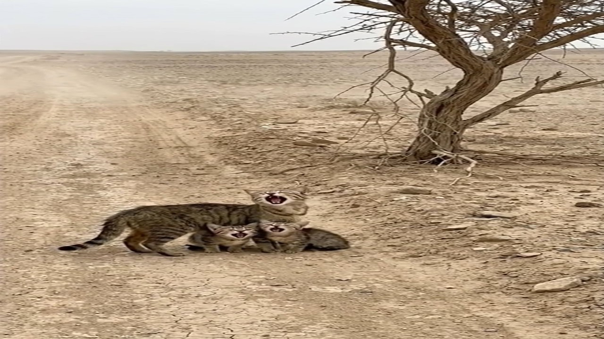 Full Video : N1006173_K Thirsty alone on a dusty road #cat #catlovers #cats #catlife #anim