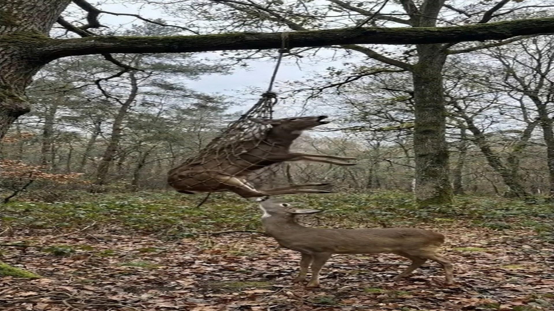 Full Video : N1006175_K Deer Trapped in a Hunting Net #deer #deerhunting #deerseason #animal