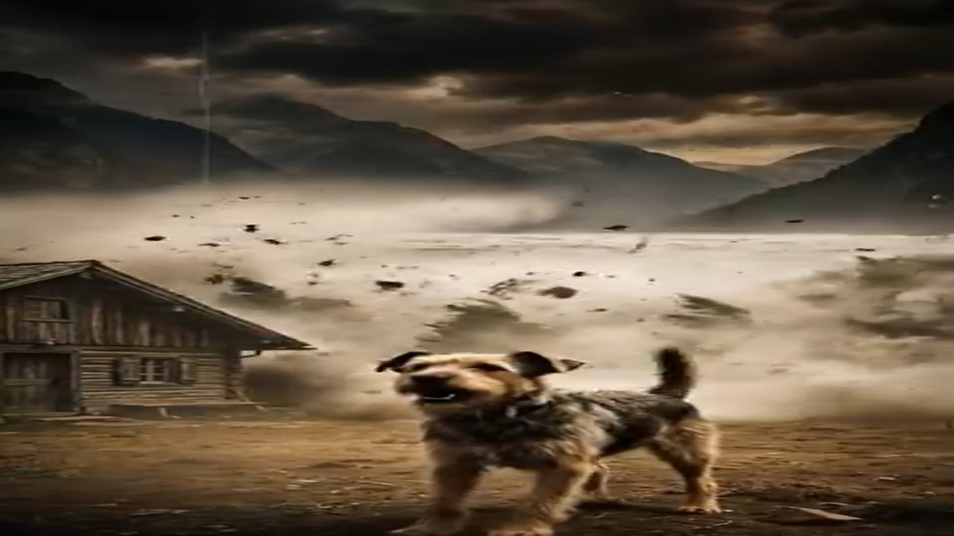 Full Video : N1006176_Dog Who Saved a Man Storm #animals #animalrescue #dog